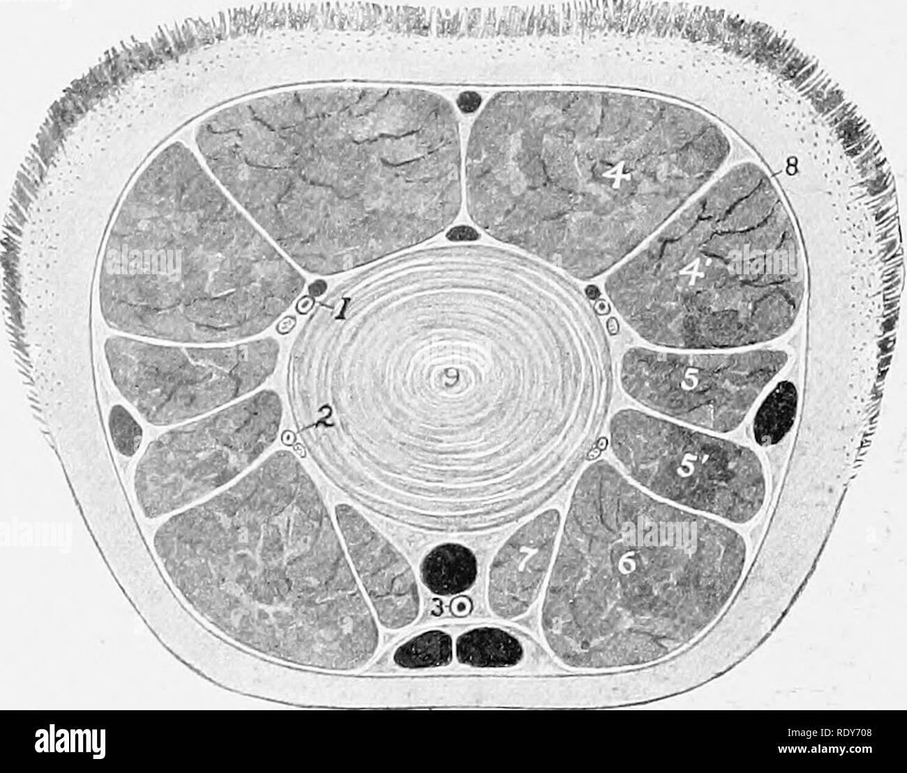 Horse Placenta Treatment Football Clipart