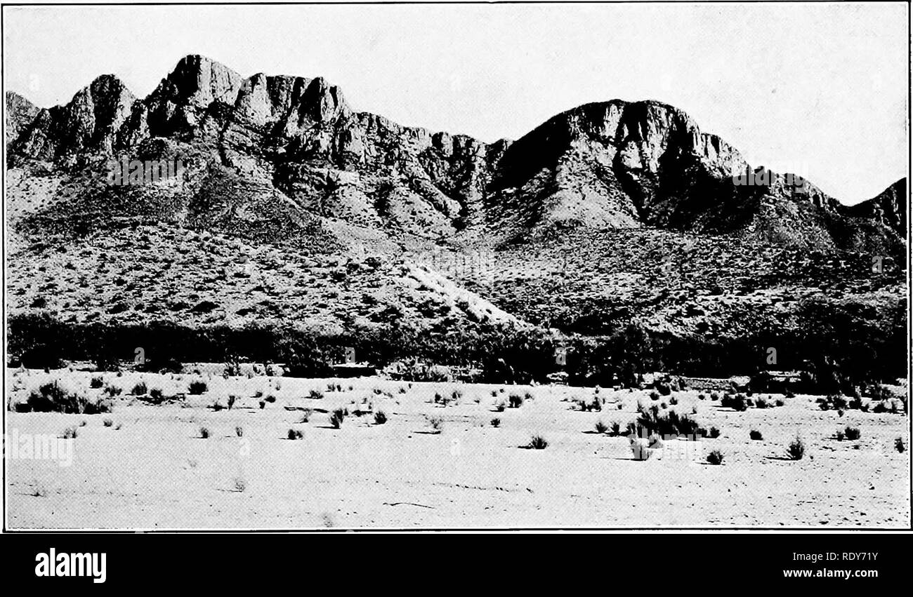 . The vegetation of a desert mountain range as conditioned by climatic factors. Desert plants. A. South face of Santa Catalina Mountains viewed 7 miles from their base. Mount Lemmon is on right center. In foreground is bajada vegetation of Covillea tridentata, Opuntia spifwsior, and Isocoma hartwegi.. B. Extreme southwestern ridge of Santa Catalinas viewed from the north. In foreground is the bed of the Canada del Oro, with individuals of Hymenoclea monogyra and a. marginal fringe of Prosopis velutina and Chil- opsis linearis.. Please note that these images are extracted from scanned page imag Stock Photo