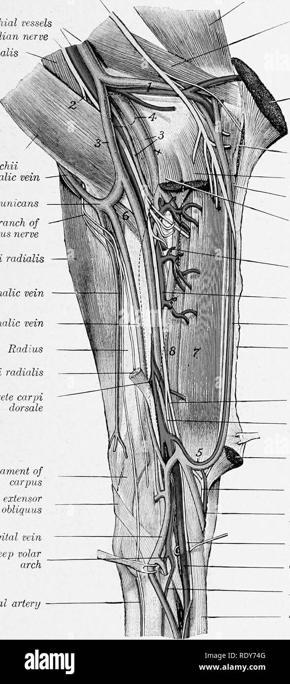 . The anatomy of the domestic animals . Veterinary anatomy. THE BRACHIAL ARTERY 653 border of the extensor carpi and supplies cutaneous twigs. Anastomoses occur with the ulnar and recurrent interosseous arteries. The point of origin is inconstant and it is not uncommon to fiml two arteries instead of one Ulnar nerve Brachial nssels Median ntrve Coraco-brachialis Biceps brachii Cephalic vein — Vena communicarts - Cutaneous branch of - musculo-cidaneous nerve Extensor carpi radialis Accessory cephalic vein Cephalic vein Radius Flexor carpi radialis Artery of rete carpi clorsale Medial ligament o Stock Photo