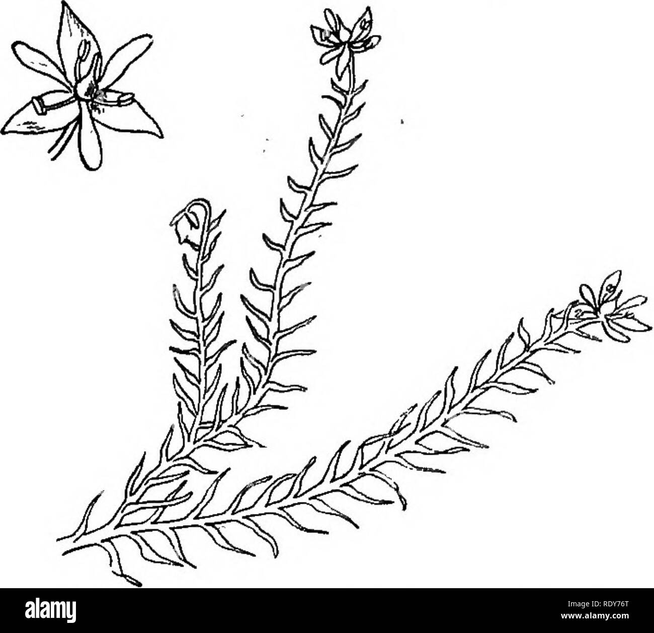 . The families of flowering plants. Plants; Phanerogams. FAMILIES OF FLOWERING PLANTS. 41. Fig. 36.—Mayaoa {Mayaca MichauuM) showing plant ot natural size, and enlarged flower. Original. tufted herbs with slender, grass-like stems, terminated by a dense spike composed of brownish scales or bracts, from the axils of which appear a few small, evanescent, bright yellow flow- ers. The structure of the sepals and pistal is most beauti- ful, but very complicated, and it can be studied advantageous- ly only by a botanist. The stems are frequently twisted like a corkscrew, whence one of the species is Stock Photo
