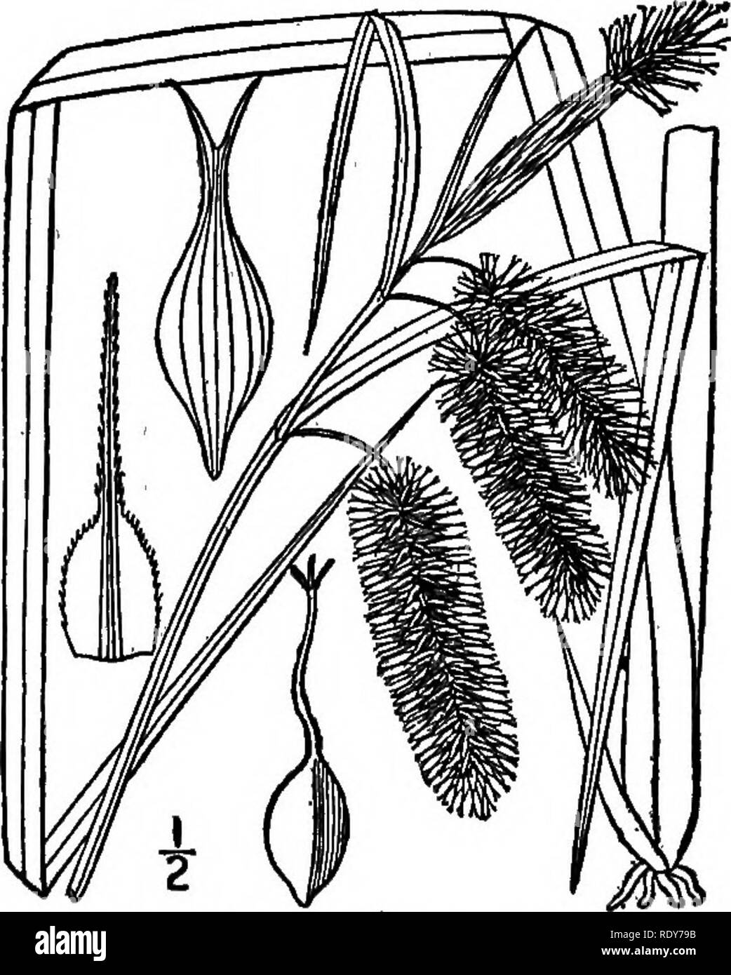 . The families of flowering plants. Plants; Phanerogams. Fig. 39.—Dark green Bulrush (Scirpus atrovirens). After Britton and Brourn, 111. Fl. Northern U. S.. FiQ. 30.—Bristly Sedge (Carex oomosa). After Britton;and Brown, 111, Fl. North- ern U. S.. Please note that these images are extracted from scanned page images that may have been digitally enhanced for readability - coloration and appearance of these illustrations may not perfectly resemble the original work.. Pollard, Charles Louis, 1872-. Washington, D. C. , The Plant World Co Stock Photo