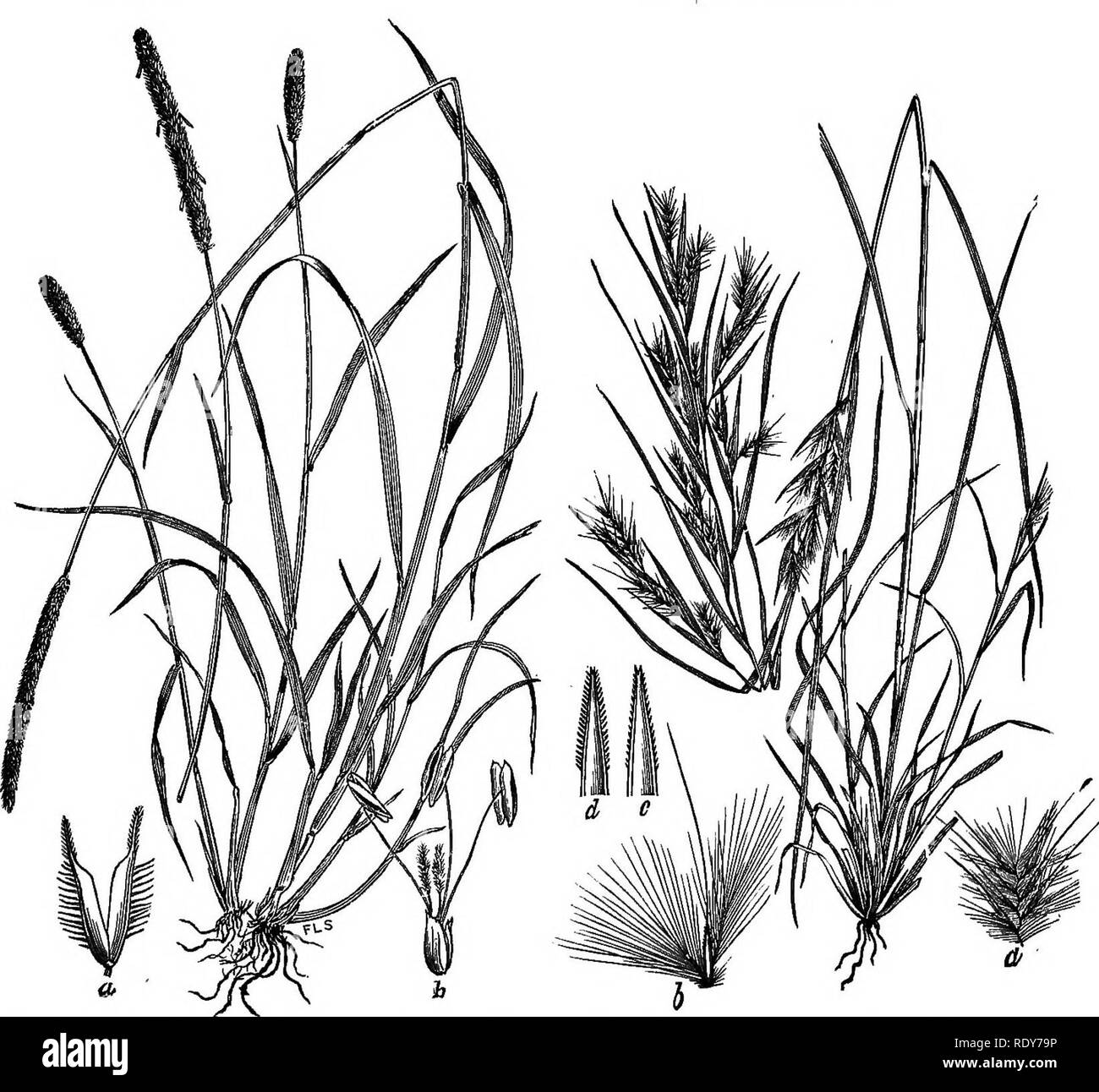 . The families of flowering plants. Plants; Phanerogams. Fig. 24.—Wild rice, Zizania aquatica. (AfterBrittonandBrown.Ill. Fl. North- ern D. S.) Fig. 25.—Minnesota Muilenbergia {Mufilenbergia ambigua). (After Brit- ton, 111. FI. Northern U. S.). Fig. 26.—Timothy grass (Phleumprepense). (After Scribner, Bull. No. 7, Div. of Agrost., U. S. l)ept. of Agrio.) Fig. 27.—Broom grass, Andropogon Yirglnieus. (After Soribner, Bull. No. 7, Diy. of Agrost., U S. Dept. of Agrio.). Please note that these images are extracted from scanned page images that may have been digitally enhanced for readability - col Stock Photo