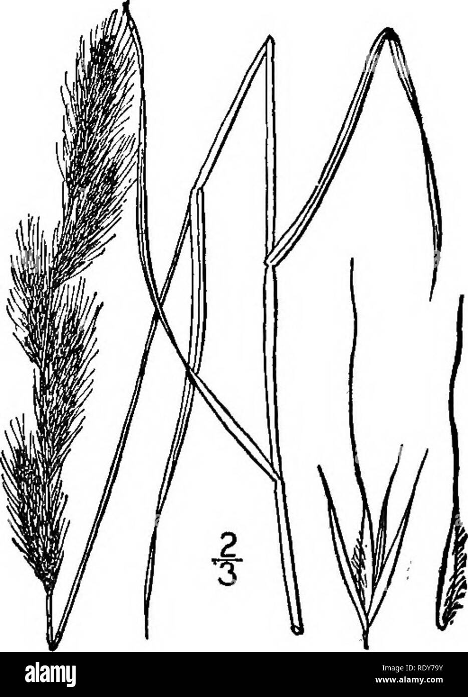 . The families of flowering plants. Plants; Phanerogams. Fig. 24.—Wild rice, Zizania aquatica. (AfterBrittonandBrown.Ill. Fl. North- ern D. S.) Fig. 25.—Minnesota Muilenbergia {Mufilenbergia ambigua). (After Brit- ton, 111. FI. Northern U. S.). Please note that these images are extracted from scanned page images that may have been digitally enhanced for readability - coloration and appearance of these illustrations may not perfectly resemble the original work.. Pollard, Charles Louis, 1872-. Washington, D. C. , The Plant World Co Stock Photo