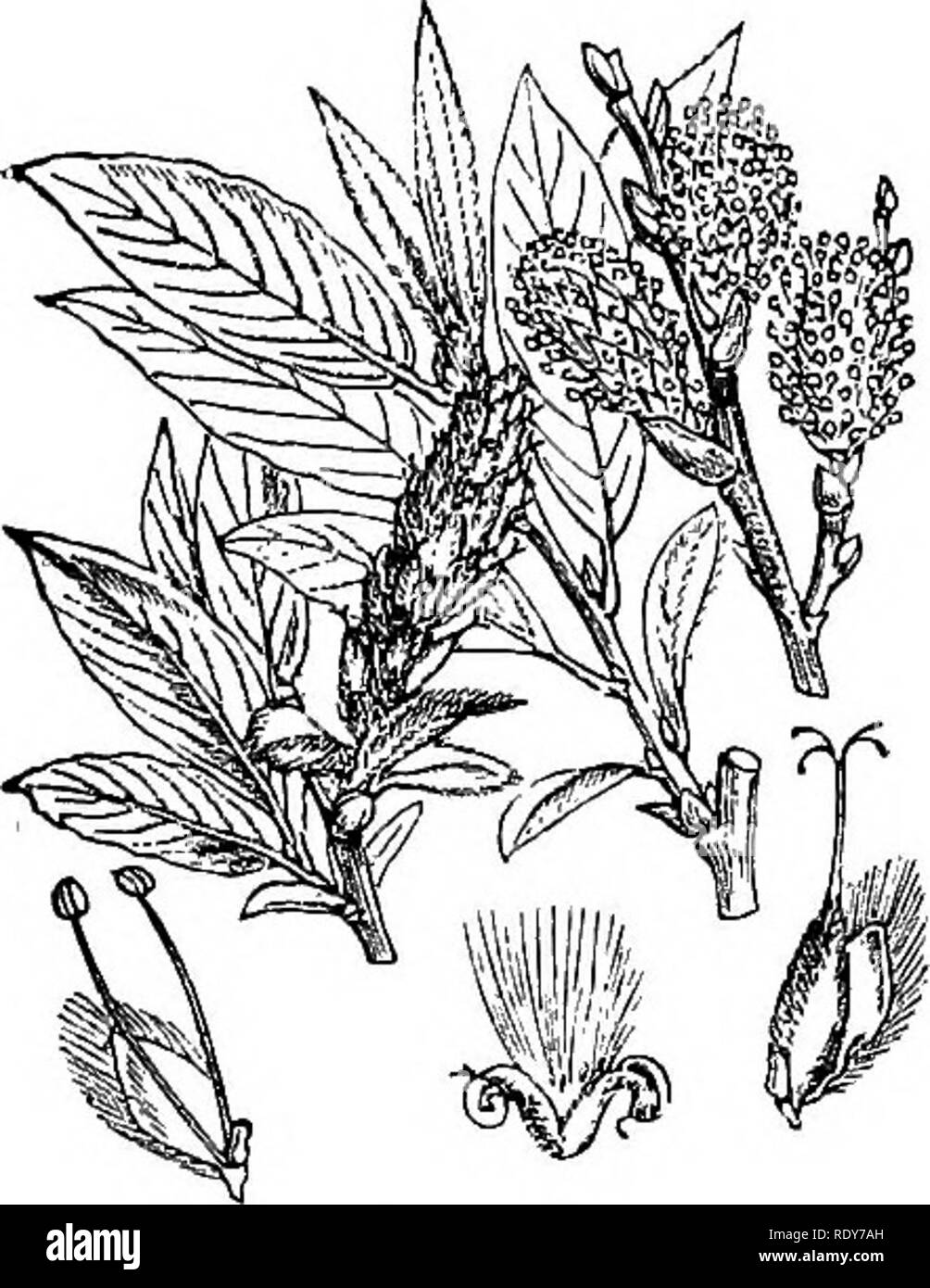 . Illustrations of the British flora: a series of wood engravings, with dissections, of British plants. Botany; Botany. 226. 925. Salix Lapponum.. Please note that these images are extracted from scanned page images that may have been digitally enhanced for readability - coloration and appearance of these illustrations may not perfectly resemble the original work.. Fitch, W. H. (Walter Hood), 1817-1892; Smith, Worthington George, 1835-1917; Bentham, George, 1800-1884. Handbook of the British flora. London, L. Reeve &amp; Co. Stock Photo
