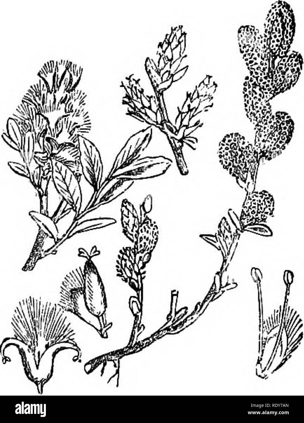 . Illustrations of the British flora: a series of wood engravings, with dissections, of British plants. Botany; Botany. 923. Salix phylicifpKa, 924. Salix repeas.. Please note that these images are extracted from scanned page images that may have been digitally enhanced for readability - coloration and appearance of these illustrations may not perfectly resemble the original work.. Fitch, W. H. (Walter Hood), 1817-1892; Smith, Worthington George, 1835-1917; Bentham, George, 1800-1884. Handbook of the British flora. London, L. Reeve &amp; Co. Stock Photo