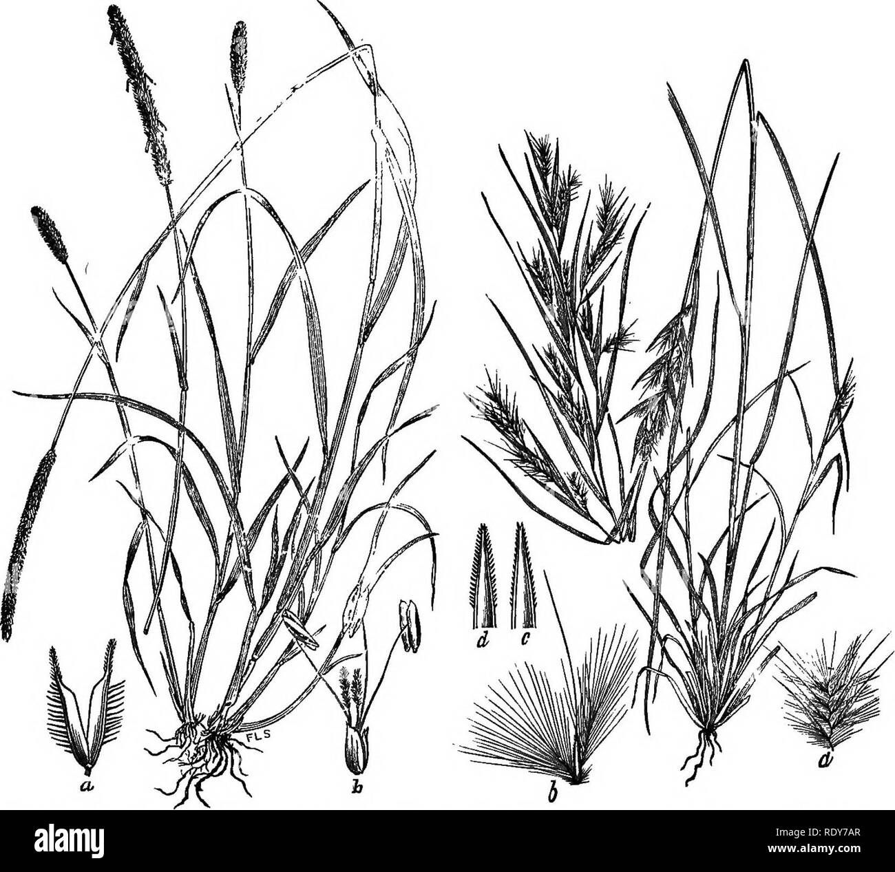 . The families of flowering plants. Plants; Phanerogams. Pig. 24.—Wild rice, Zizania aquatica. {After Britton and Brown, 111. Fl. North- ern U. S.) Fig. 25.—Minnesota Muhlenbergia (Muhlenbergia amblgua). (After Britton and Brown, 111. Fl. Northern U. S.). Wlo. 26.—Tlmoths grass (Phleum pratense). (After Via. S7.—Broom grass, Andropogon Virginicus. Soribner, Bull. No. 7, Div. of Agrost., TT. S. Dept. of (After Soribner, Bull. No. 7, DiT. of Agrost., U. Agric.) S. Dept. of Agrio.). Please note that these images are extracted from scanned page images that may have been digitally enhanced for read Stock Photo