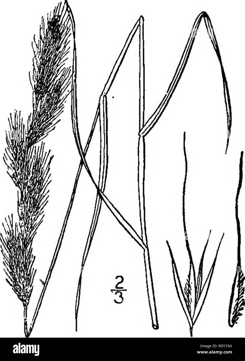 . The families of flowering plants. Plants; Phanerogams. Pig. 24.—Wild rice, Zizania aquatica. {After Britton and Brown, 111. Fl. North- ern U. S.) Fig. 25.—Minnesota Muhlenbergia (Muhlenbergia amblgua). (After Britton and Brown, 111. Fl. Northern U. S.). Please note that these images are extracted from scanned page images that may have been digitally enhanced for readability - coloration and appearance of these illustrations may not perfectly resemble the original work.. Pollard, Charles Louis, 1872-. Washington, D. C. , The Plant World Co Stock Photo