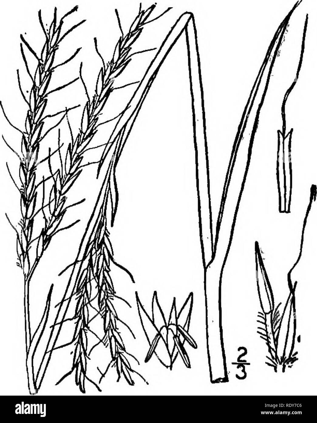 . The families of flowering plants. Plants; Phanerogams. Fig. 19.—Barnyard grass {Panicum Crus-gaUi). (After Britton and Brown, 111. m. Northern U. S.) gions to the lofty arborescent bamboos of the tropics. The inflores- cence consists of what are technically called spikelets, each of which is made up of small imbricated chaffy scales. Some of these scales are empty; others enclose the sta- mens, usually three in number, and the pistil; and each of these flower- bearing scales usually encloses an additional, very slender scale known as the palet. Every individual floret thus conpists of the es Stock Photo
