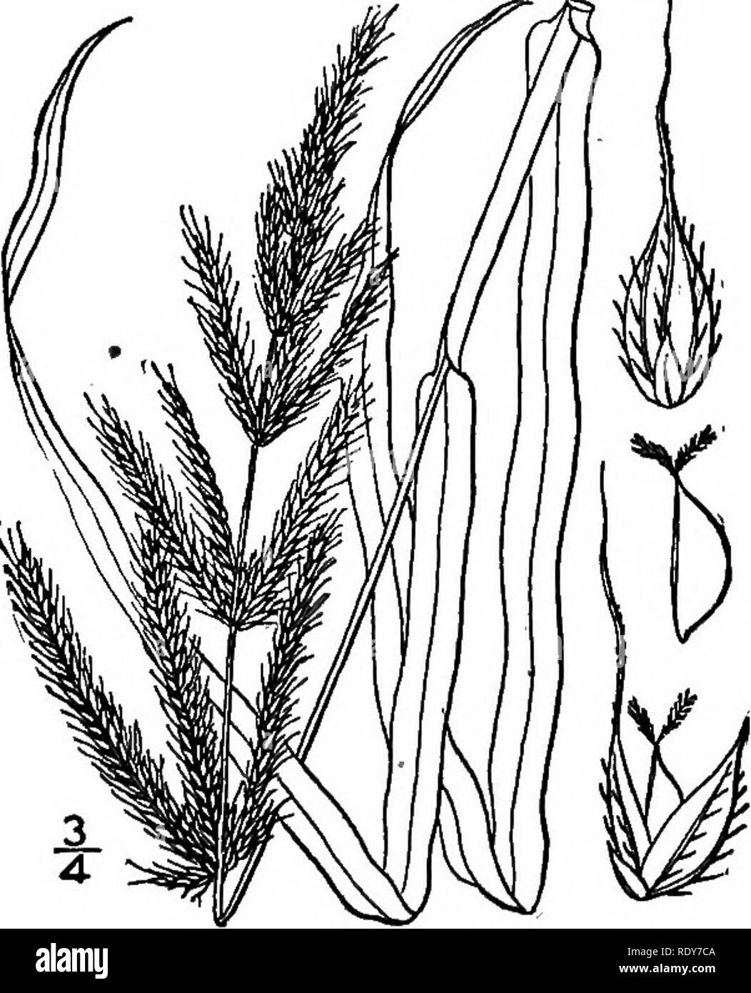 . The families of flowering plants. Plants; Phanerogams. M FAMILIES OF FLOWERING PLANTS.. Fig. 19.—Barnyard grass {Panicum Crus-gaUi). (After Britton and Brown, 111. m. Northern U. S.) gions to the lofty arborescent bamboos of the tropics. The inflores- cence consists of what are technically called spikelets, each of which is made up of small imbricated chaffy scales. Some of these scales are empty; others enclose the sta- mens, usually three in number, and the pistil; and each of these flower- bearing scales usually encloses an additional, very slender scale known as the palet. Every individu Stock Photo