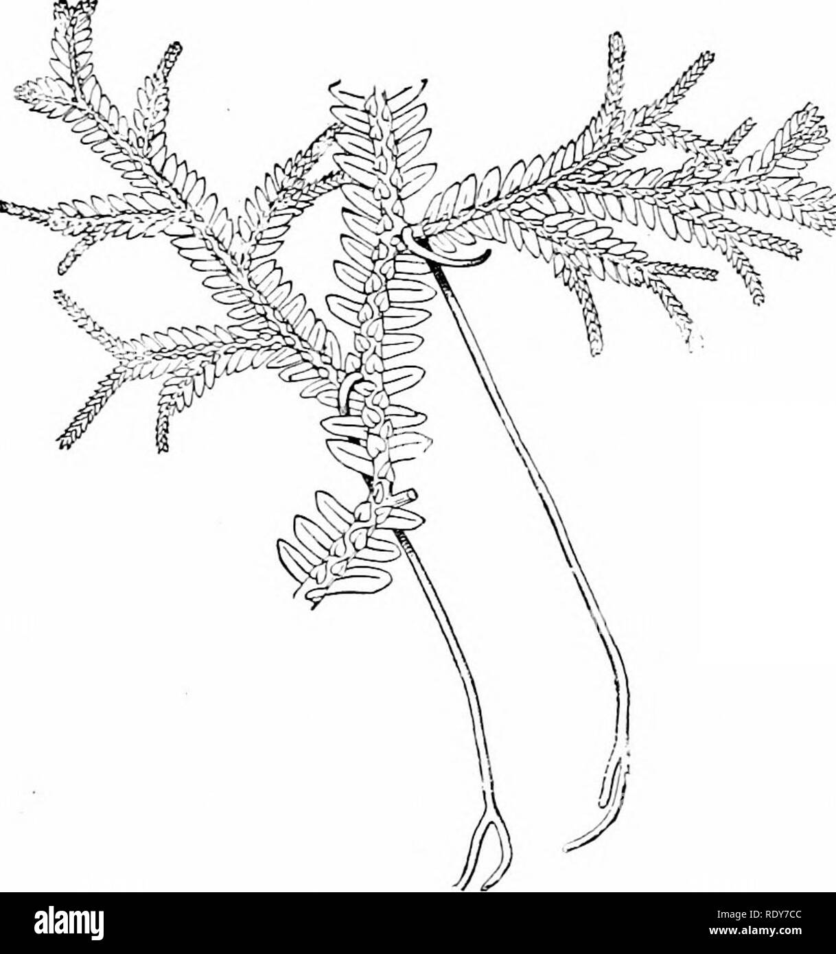 Botany of the living plant. Botany. LYCOPODIALES 317 The 
