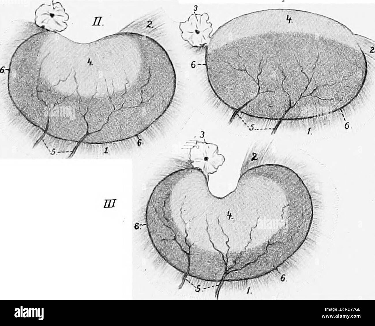 . The anatomy of the domestic animals . Veterinary anatomy. 598 GENITAL ORGANS OP THE MAEE The stroma of the ovary (Stroma ovarii) is a network of connective tissue. In the meshes of the stroma there are (in young subjects) numerous ovisacs or folliculi oophori, containing ova (Ovula) in various stages of development. The immature ovum is surrounded by foUicle cells; those more advanced in development are enclosed by several (5-8) layers of follicle cells, forming the stratum granulosum, and by a condensation of the stroma termed the theca folliculi; within the theca is a quantity of fluid, th Stock Photo