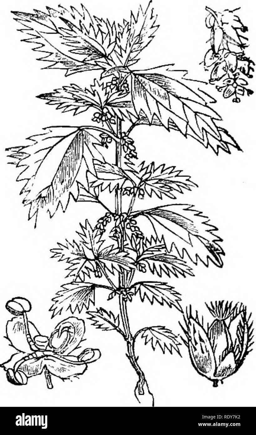 . Illustrations of the British flora: a series of wood engravings, with dissections, of British plants. Botany; Botany. Ceratopliylliim demersum.. 900, Urtica urens.. Please note that these images are extracted from scanned page images that may have been digitally enhanced for readability - coloration and appearance of these illustrations may not perfectly resemble the original work.. Fitch, W. H. (Walter Hood), 1817-1892; Smith, Worthington George, 1835-1917; Bentham, George, 1800-1884. Handbook of the British flora. London, L. Reeve &amp; Co. Stock Photo