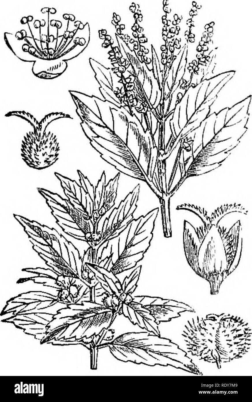 . Illustrations of the British flora: a series of wood engravings, with dissections, of British plants. Botany; Botany. 893. Euphorbia auiygdaloides. '^«*- Mcrenrialis perennis.. 895. Mercurialis annua.. Please note that these images are extracted from scanned page images that may have been digitally enhanced for readability - coloration and appearance of these illustrations may not perfectly resemble the original work.. Fitch, W. H. (Walter Hood), 1817-1892; Smith, Worthington George, 1835-1917; Bentham, George, 1800-1884. Handbook of the British flora. London, L. Reeve &amp; Co. Stock Photo