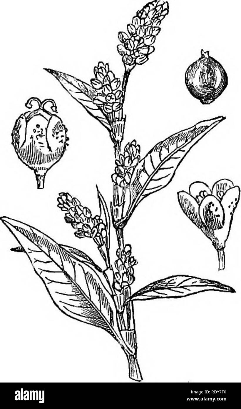 . Illustrations of the British flora: a series of wood engravings, with dissections, of British plants. Botany; Botany. 873. Polygonum Persicaria. 874. Polygonum lapathifolium.. Please note that these images are extracted from scanned page images that may have been digitally enhanced for readability - coloration and appearance of these illustrations may not perfectly resemble the original work.. Fitch, W. H. (Walter Hood), 1817-1892; Smith, Worthington George, 1835-1917; Bentham, George, 1800-1884. Handbook of the British flora. London, L. Reeve &amp; Co. Stock Photo