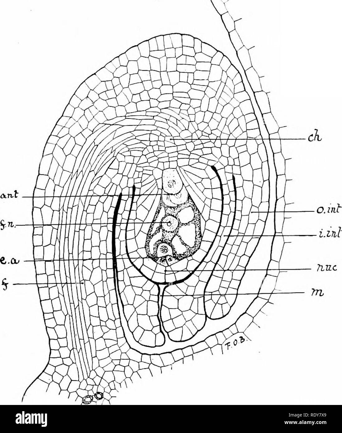 . Botany of the living plant. Botany. 258 BOTANY OF THE LIVING PLANT The ovule at the period when it is ready for fertihsation is more or less oval in form, and it is seated upon a stalk, the funiculus, which is usually short (Fig. 206). It consists of a central body of conical form, which is called the iiucellus. This is the actual mega-sporangium. It is invested by one, and frequently by two integuments, which are attached to its base, and cover it closely, leaving only a very narrow channel. Fig. zob. Median longitudinal section of an ovule of Caliha, at the period of fertilisation. /=funic Stock Photo