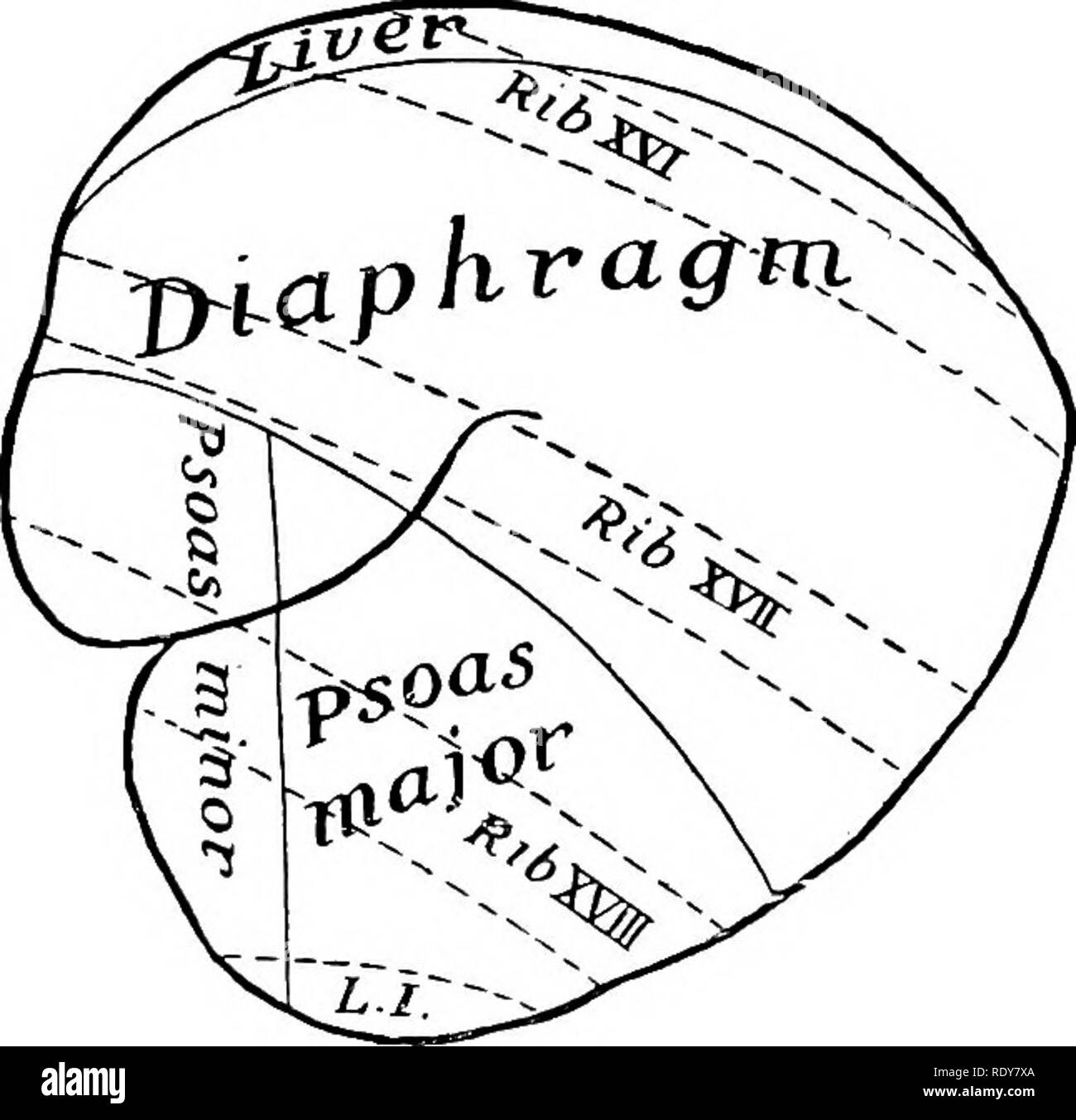 Horse anatomy liver hires stock photography and images Alamy