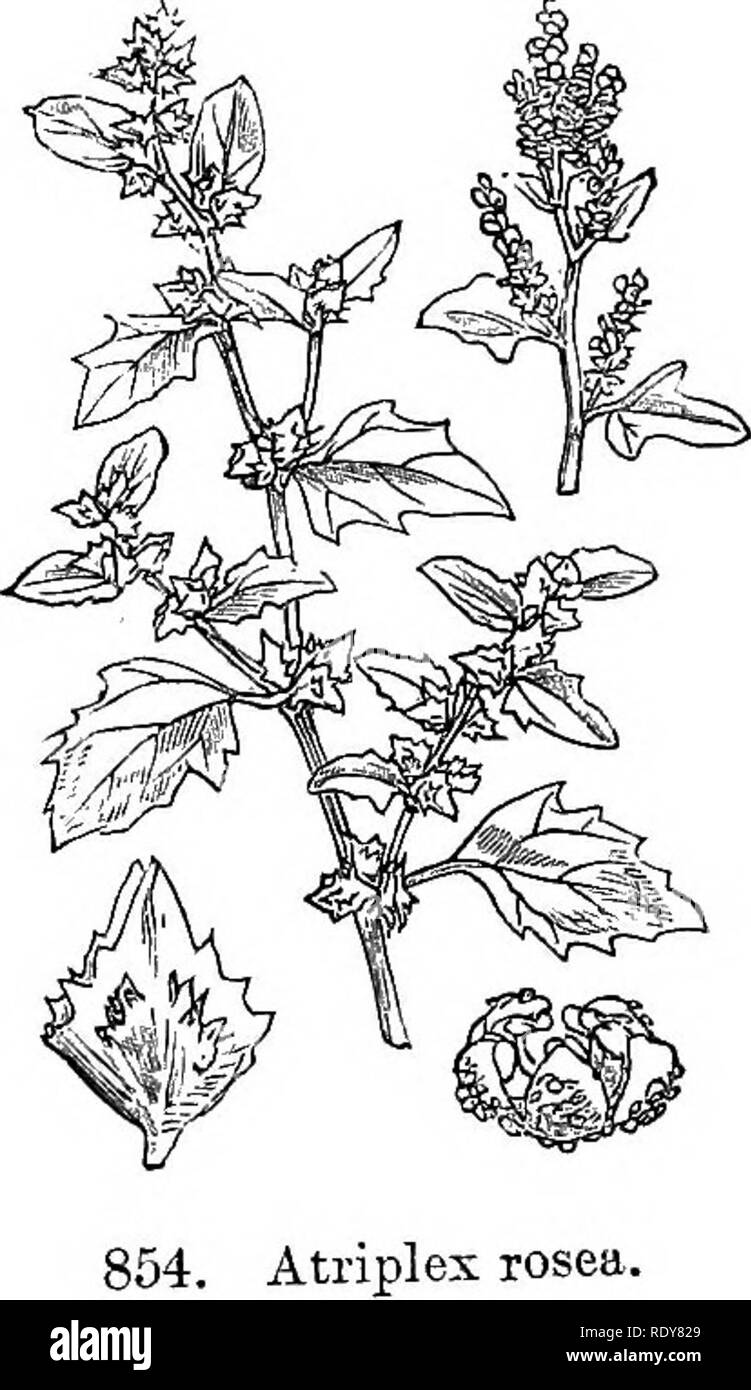 . Illustrations of the British flora: a series of wood engravings, with dissections, of British plants. Botany; Botany. 853. Atriplex patula.. Please note that these images are extracted from scanned page images that may have been digitally enhanced for readability - coloration and appearance of these illustrations may not perfectly resemble the original work.. Fitch, W. H. (Walter Hood), 1817-1892; Smith, Worthington George, 1835-1917; Bentham, George, 1800-1884. Handbook of the British flora. London, L. Reeve &amp; Co. Stock Photo