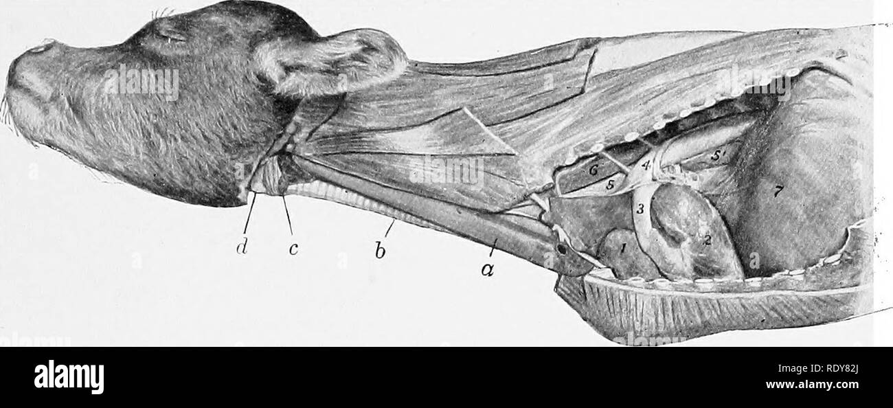 Thymus gland Black and White Stock Photos & Images Alamy