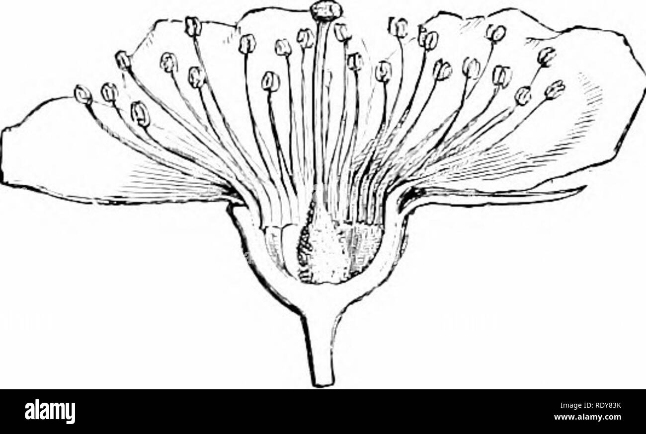 . Botany of the living plant. Botany. 238 BOTANY OF THE LIVING PLANT. Fig. i86. ^^e^tical section of flower of the Peach, as an example of a perigynous flower. (After Figuier.) and petals. In the Caper Family the carpels alone are raised thus on an elongated axis. More frequently there may be a local widening out of the receptacle, in the form of a ring or cup, by growth of tissue beneath the insertion of the lower parts. The sepals, petals, and sta- mens may together be carried out- wards upon its margin, while the gynoecium occupies the centre of the cup. This occurs frequently in certain fa Stock Photo