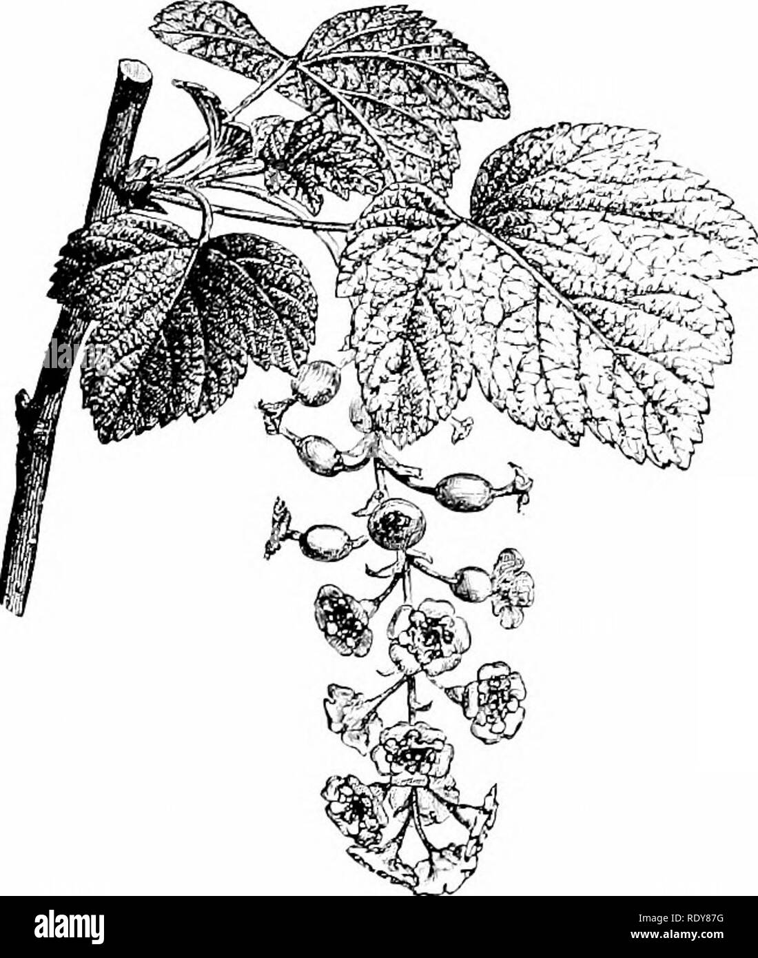 . Botany of the living plant. Botany. 226 BOTANY OF THE LIVING PLANT borne by the main axis or peduncle, as in Verbena (Fig. 172). Or the lateral flower-stalks (pedicels) may be elongated, gi-ving the condition of the typical Raceme, as in the Currant (Fig. 173). Or again the pedicels may be themselves branched, as in the Vine, giving the panicle (Fig. 174). Such differences depend partly upon differences of intercalary growth, partly upon branching of a higher order. In all of them the distal buds develop latest. It happens, however, not uncommonly that the characters may be mixed. For instan Stock Photo