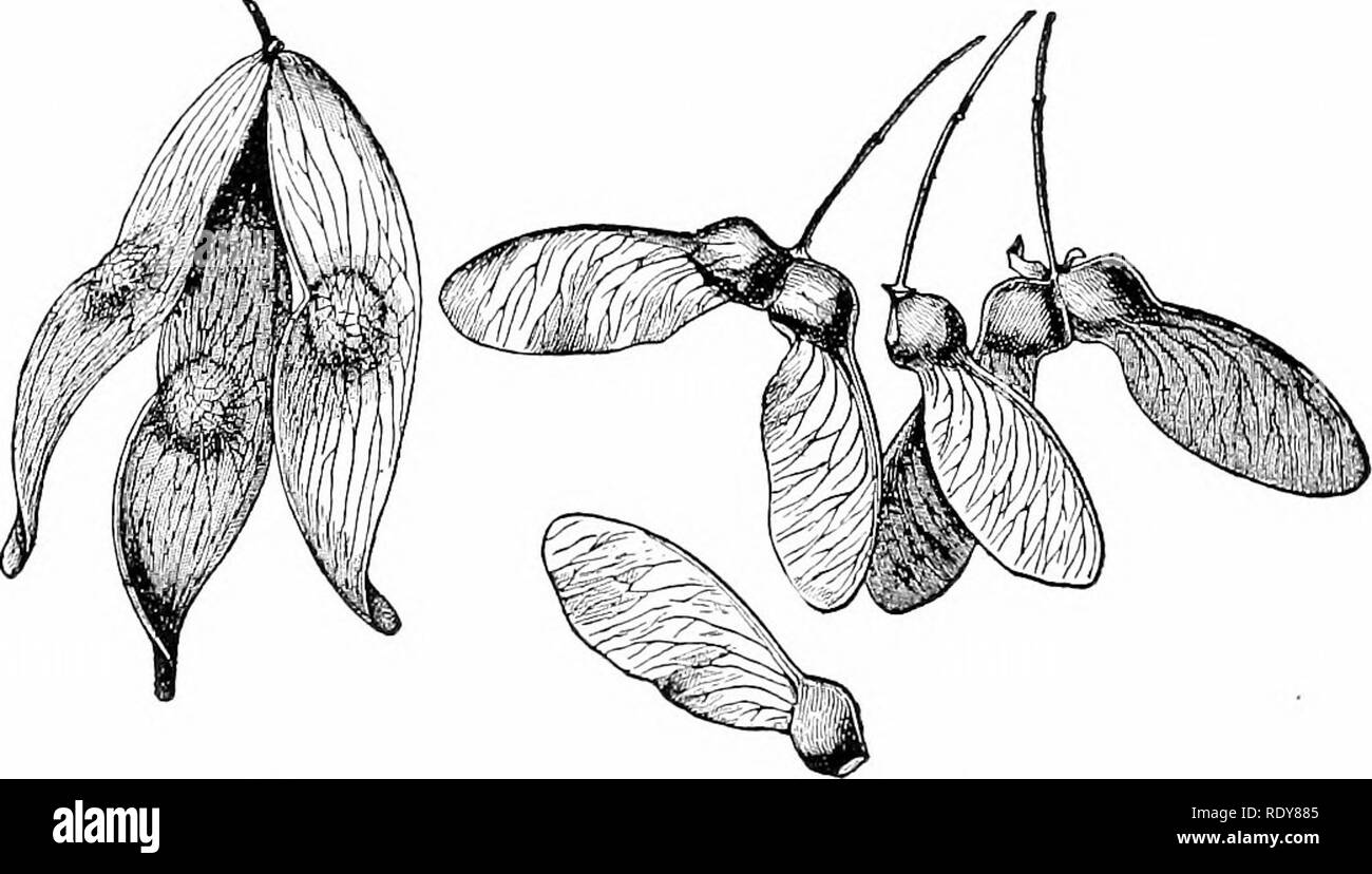 Plant with wind blown seed Black and White Stock Photos & Images - Alamy
