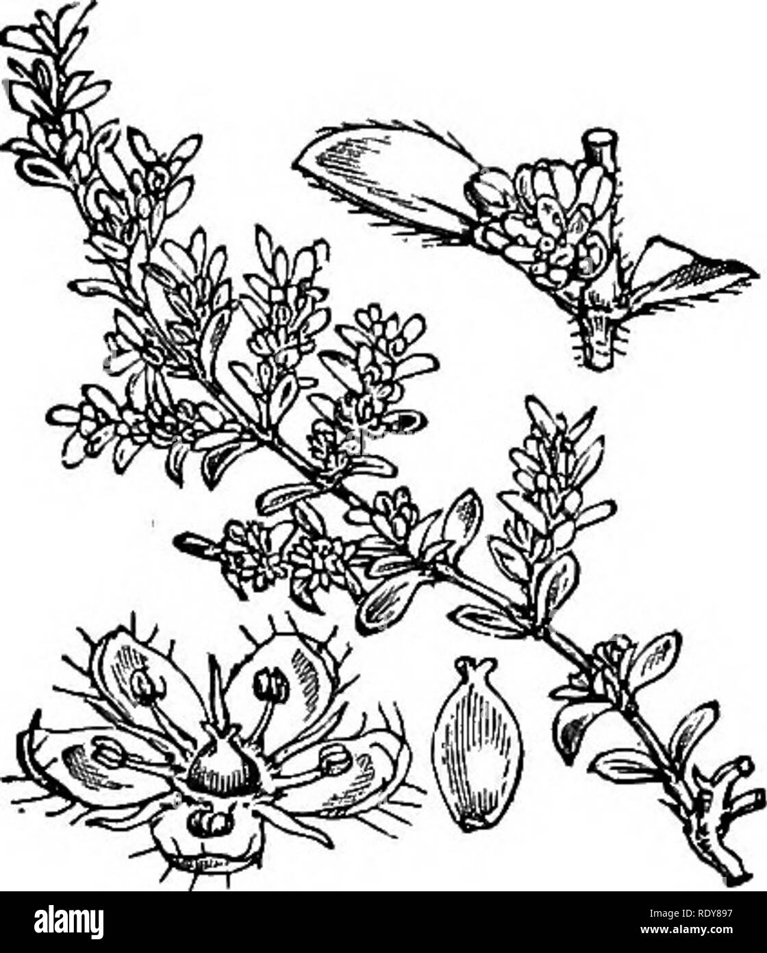 . Illustrations of the British flora: a series of wood engravings, with dissections, of British plants. Botany; Botany. 203. 832. Herniaria glabra.. Please note that these images are extracted from scanned page images that may have been digitally enhanced for readability - coloration and appearance of these illustrations may not perfectly resemble the original work.. Fitch, W. H. (Walter Hood), 1817-1892; Smith, Worthington George, 1835-1917; Bentham, George, 1800-1884. Handbook of the British flora. London, L. Reeve &amp; Co. Stock Photo