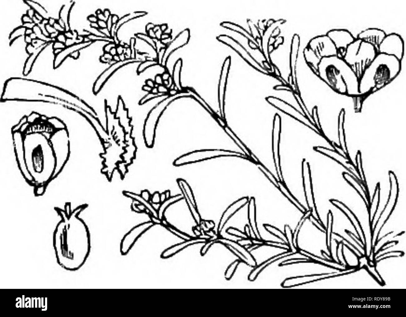 . Illustrations of the British flora: a series of wood engravings, with dissections, of British plants. Botany; Botany. 829. Plantago Coronopus.. 830. Littorella lacustris. 831. Corrigiola littoralis.. Please note that these images are extracted from scanned page images that may have been digitally enhanced for readability - coloration and appearance of these illustrations may not perfectly resemble the original work.. Fitch, W. H. (Walter Hood), 1817-1892; Smith, Worthington George, 1835-1917; Bentham, George, 1800-1884. Handbook of the British flora. London, L. Reeve &amp; Co. Stock Photo