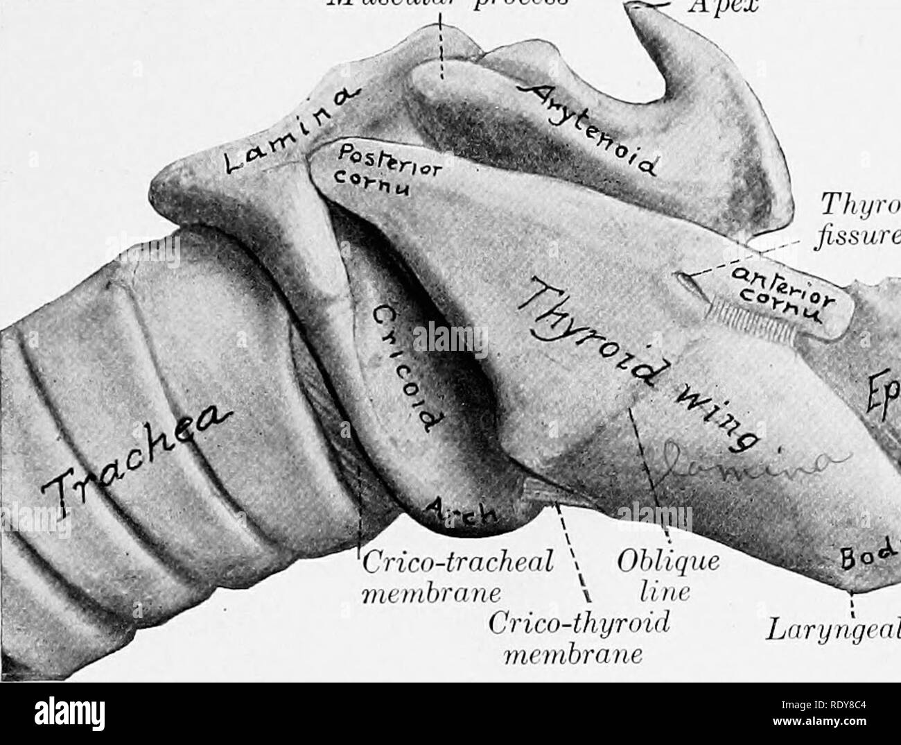 Cricoid Cartilage Anatomy
