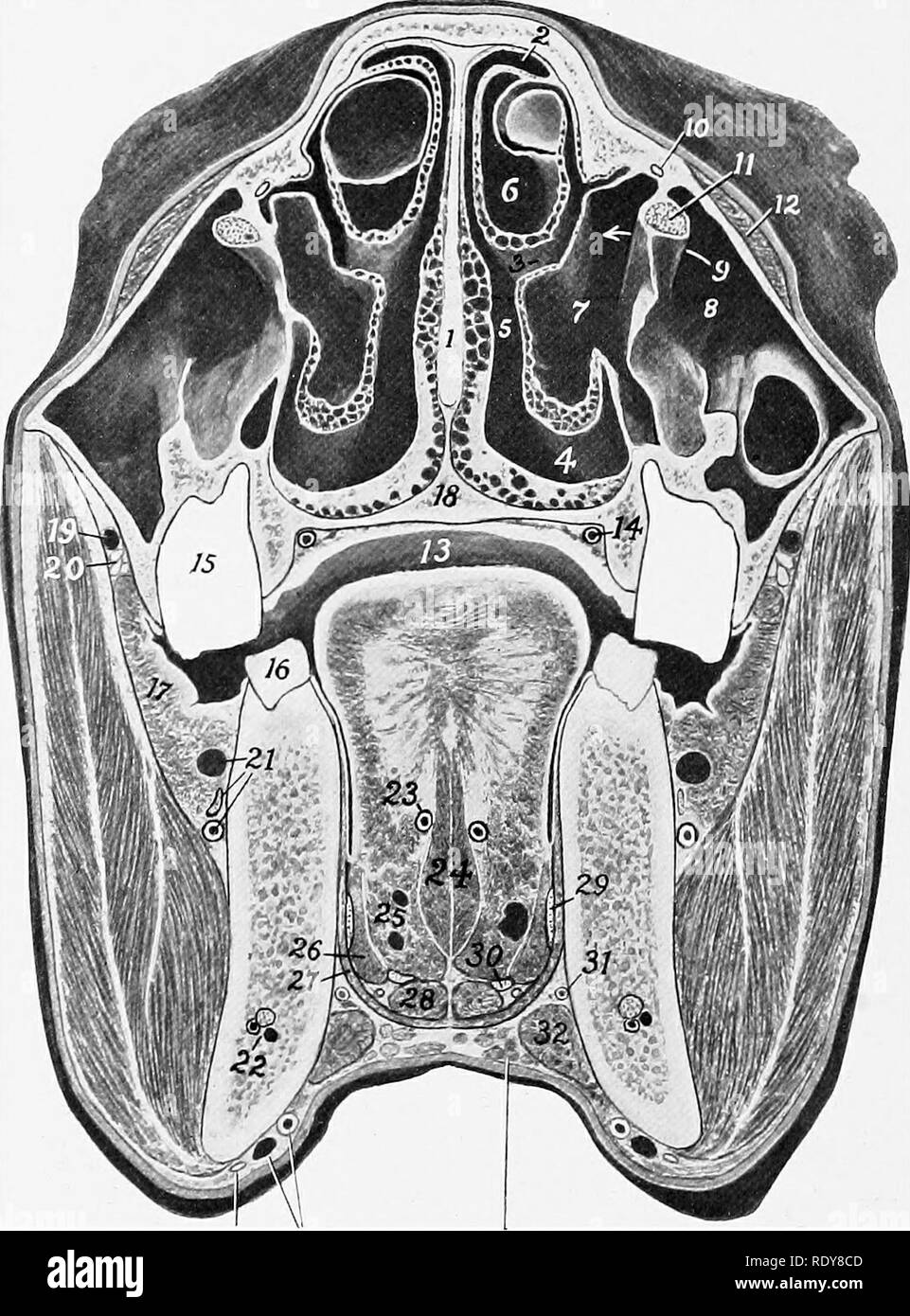 . The anatomy of the domestic animals . Veterinary anatomy. 512 RESPIRATORY SYSTEM OF THE HORSE mass IS composed, there are three principal and numerous small passages, the ethmoidal meatuses (Meatus ethmoidales). The choanae or posterior nares are two elliptical orifices by which the nasal cavity and pharynx commmricate. They are in the same plane as the floor of the. Parotid ExUrnal Mandibular duct maxillary lymph glands vessels Fig. 455.—Cross-section of He.^d of Horse. The section is cut midway between the medial canthus and the anterior end of the facial crest and is a front view. 1, Sept Stock Photo