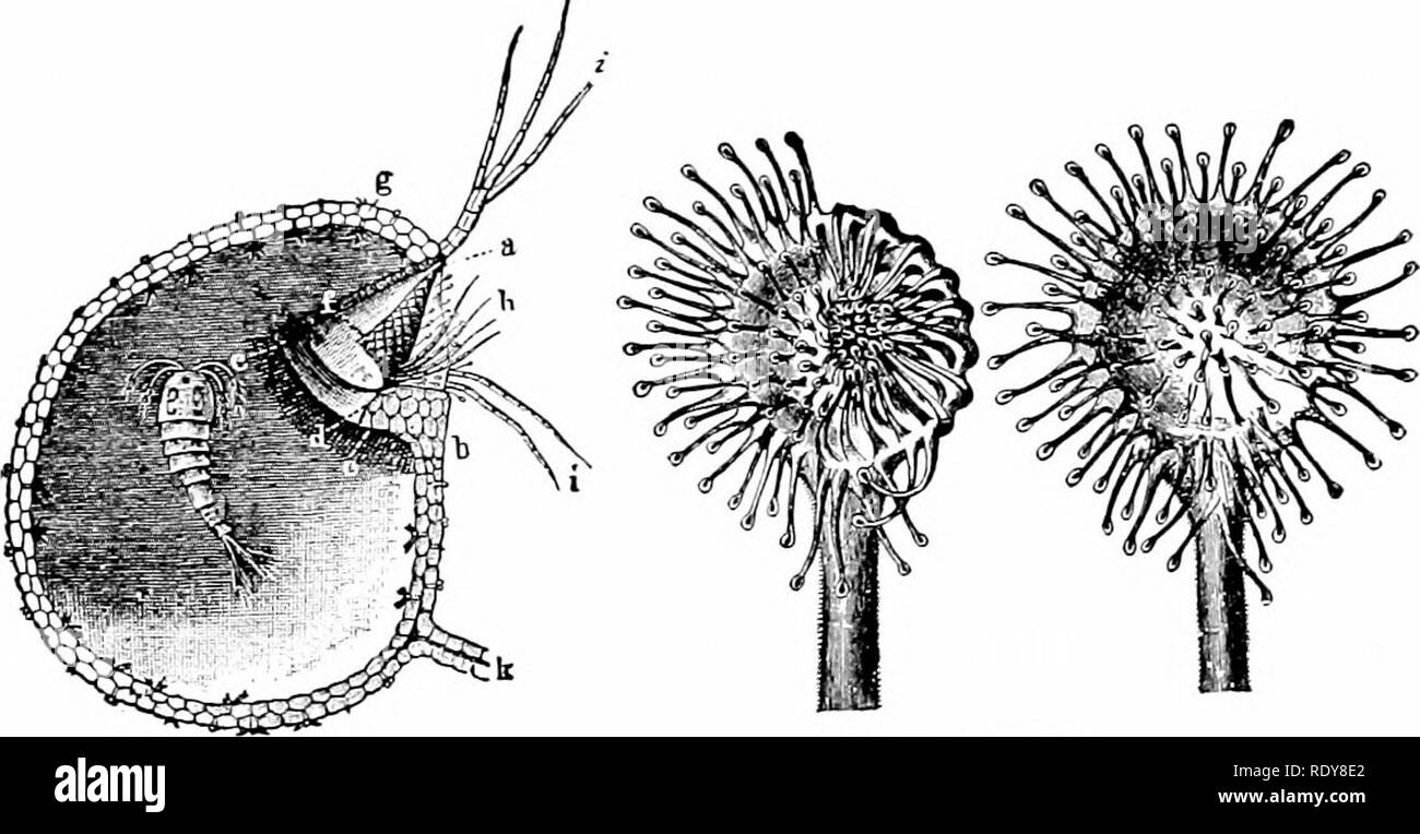 Insect Bladder Halved lengthwise Black and White Stock Photos & Images - Alamy