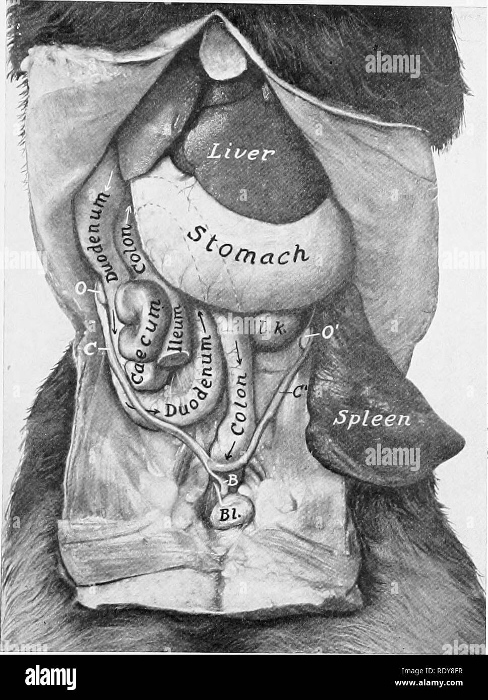 The anatomy of the domestic animals . Veterinary anatomy. THE INTESTINE 501  common mesentery; it is a relatively wide fold. The left part of the  duodenum is connected with the mesocolon