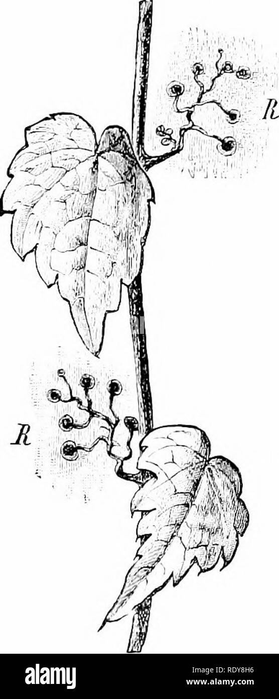 https://c8.alamy.com/comp/RDY8H6/botany-of-the-living-plant-botany-184-botany-of-the-living-plant-but-at-points-on-the-shoot-which-are-usually-determined-by-the-external-conditions-the-roots-sometimes-lap-round-the-support-with-a-prehensile-action-as-in-many-of-the-large-aroids-the-familiar-case-of-the-virginia-creeper-ampelopsis-is-morpho-logically-identical-with-its-relative-the-grape-vine-but-the-tendrils-are-attached-by-adhesive-discs-the-tips-of-the-branched-tendril-move-away-from-the-light-and-this-leads-to-contact-with-the-support-a-rock-wall-or-tree-trunk-after-contact-each-tip-widens-into-a-disc-w-RDY8H6.jpg