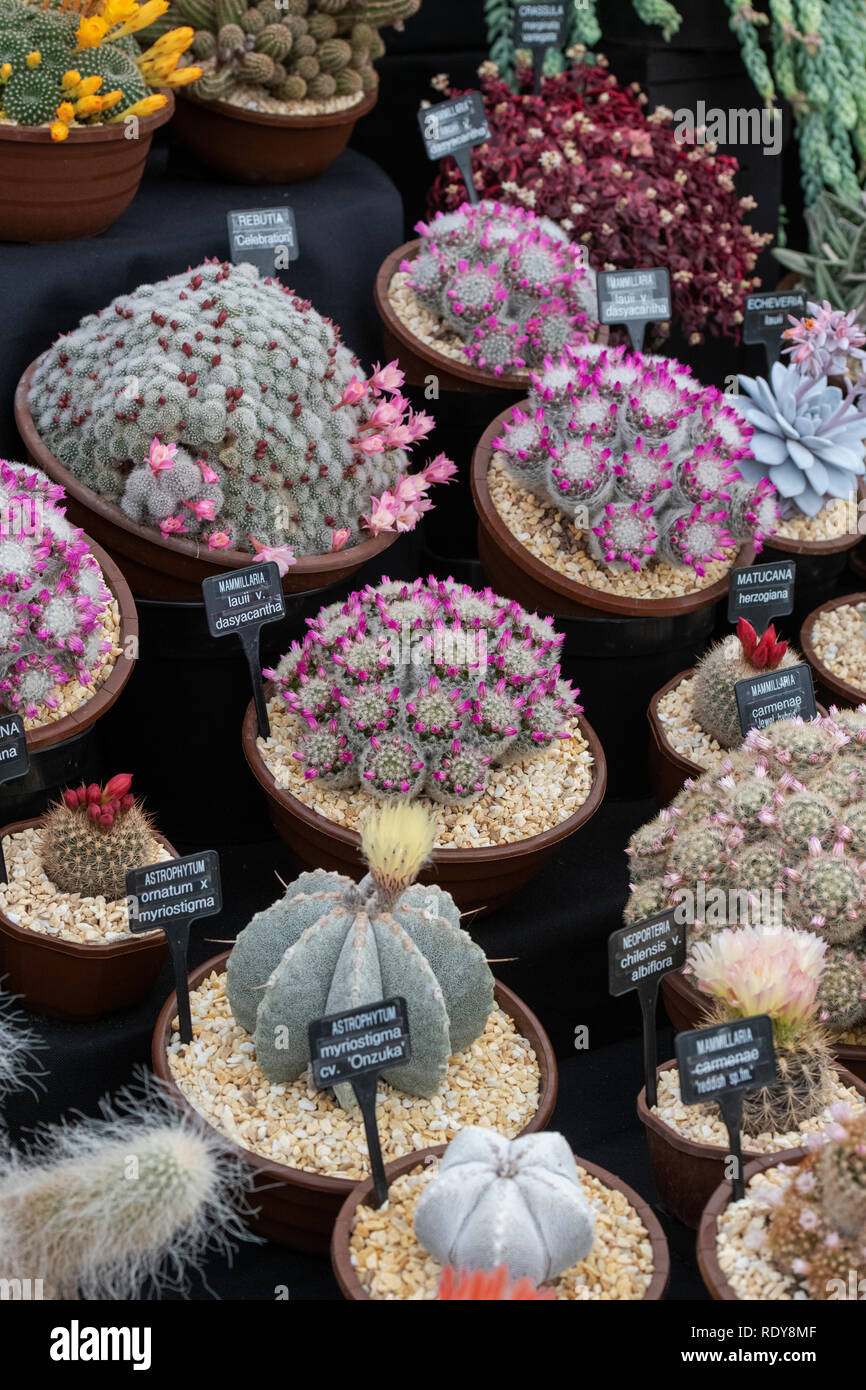 Cactus display at a flower show. UK Stock Photo