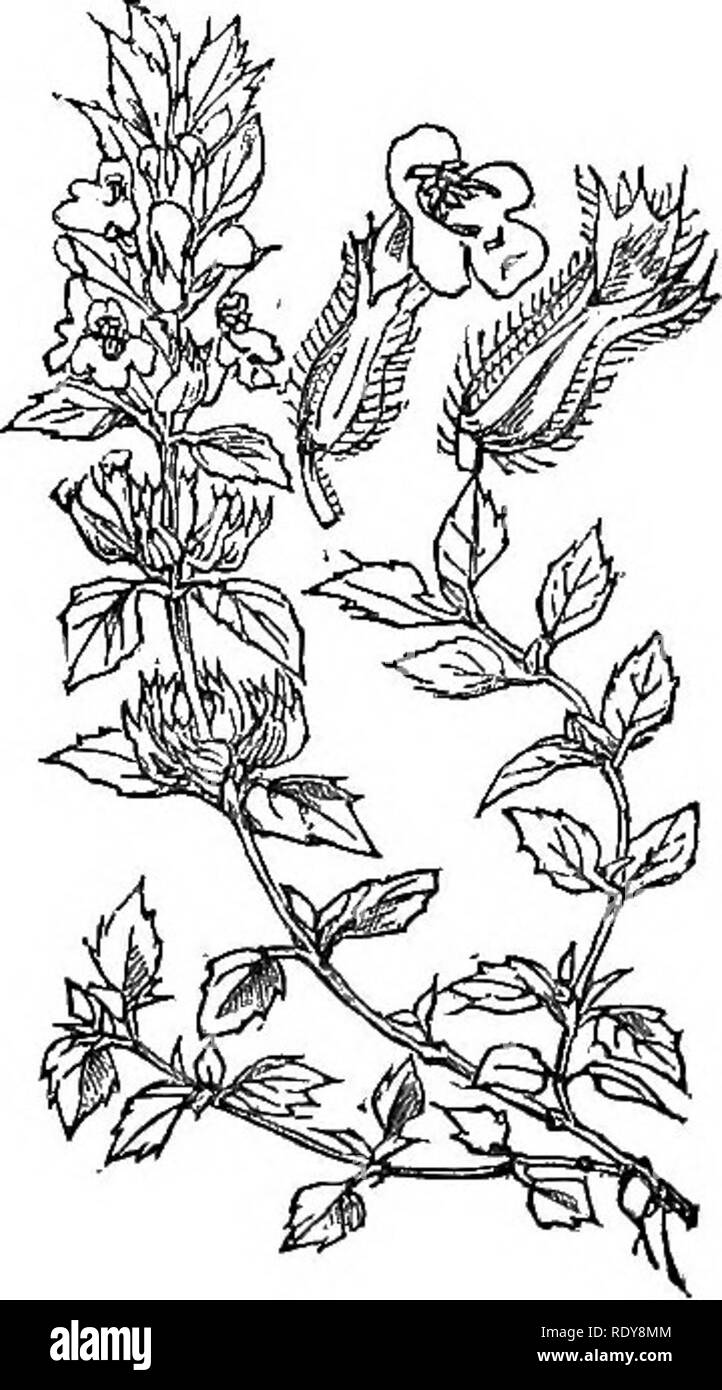 . Illustrations of the British flora: a series of wood engravings, with dissections, of British plants. Botany; Botany. 192. Please note that these images are extracted from scanned page images that may have been digitally enhanced for readability - coloration and appearance of these illustrations may not perfectly resemble the original work.. Fitch, W. H. (Walter Hood), 1817-1892; Smith, Worthington George, 1835-1917; Bentham, George, 1800-1884. Handbook of the British flora. London, L. Reeve &amp; Co. Stock Photo