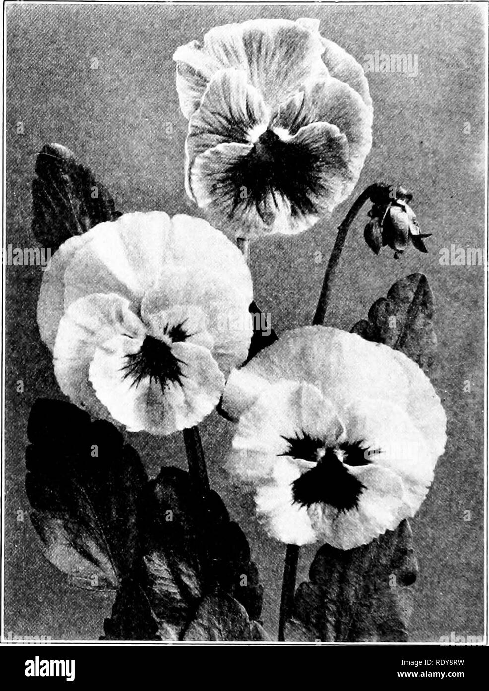 . The beginner's garden book; a textbook for the upper grammar grades. Gardening. 352 PLANTING LIST bloom from May through the summer if the faded flowers are kept picked; but in dry weather the blossoms will be small. The soil. Fia. 193. — For best pansies, got good seed. should be warm and deep. Set the plants six inches or more apart. Pansies can be cheaply bought in baskets in the spring. Painted-tongue, see Salpiglossis.. Please note that these images are extracted from scanned page images that may have been digitally enhanced for readability - coloration and appearance of these illustrat Stock Photo