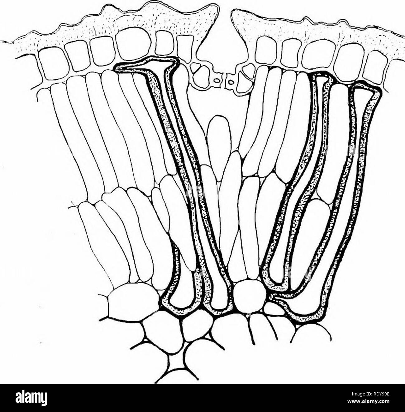 . Botany of the living plant. Botany. Fig. 49- Stoma of Aloe depressed below the well-developed epidermis. The well-developed cuticle is shown black. ( -: 300.) F. O. B. is seen in slight degree in Narcissus (Fig. 48), but more distinctly in Aloe (Fig. 49), a succulent plant with strongly cuticularised. Fig. 50. Part of a transverse section of the xcrophytic leaf of Hakea, showing a stoma greatly depressed below the well-developed, and cuticilarised epidermis, which is propped out by thick-walled sclerotic cells. (  150.) F. O. B. epidermis. The stomata themselves are of the same type as Nar Stock Photo