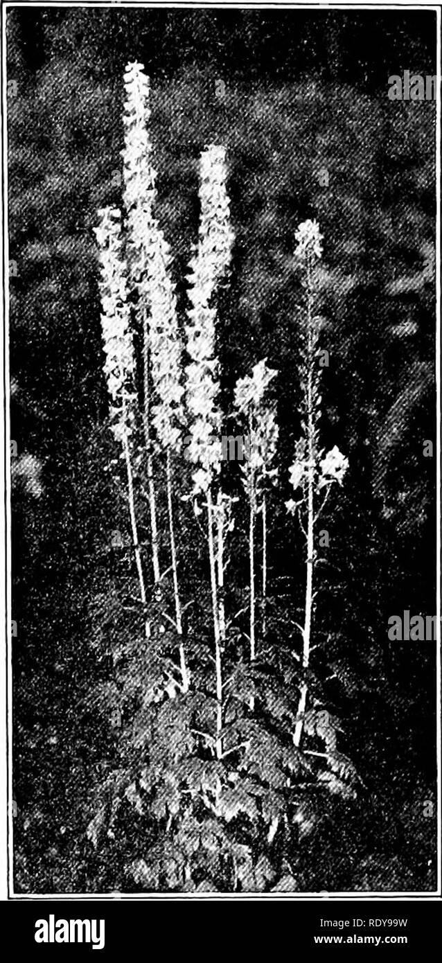 Long lived perennials Black and White Stock Photos & Images - Alamy
