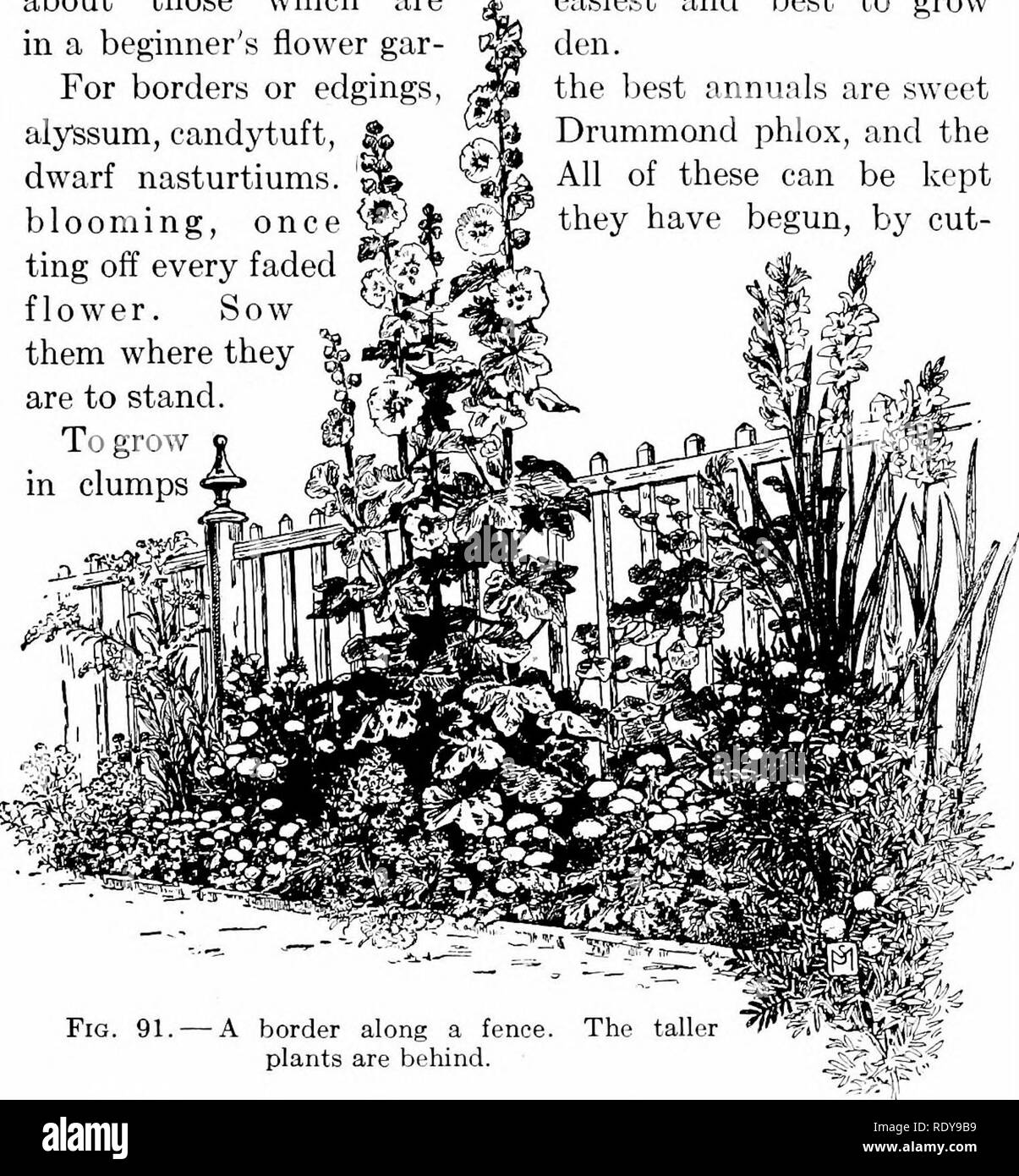 . The beginner's garden book; a textbook for the upper grammar grades. Gardening. PLANNING THE GARDEN 179 In the planting list will be found more than I can here say about the different flowers, but I wish to speak briefly about those which are in a beginner's flower gar- For borders or edgings, alyssum, candytuft, dwarf nasturtiums, blooming, once ^ ting off every faded flower. Sow them where they are to stand. To grow in clumps easiest and best to grow den. the best annuals are sweet Drummond phlox, and the All of these can be kept they have begun, by cut-. -A border along a fence, plants ar Stock Photo