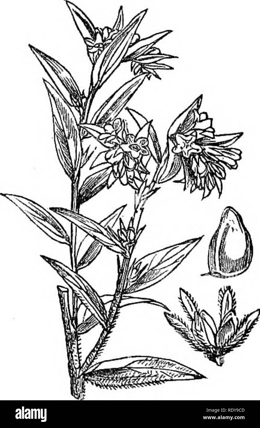 . Illustrations of the British flora: a series of wood engravings, with dissections, of British plants. Botany; Botany. 693, Lithoppermvmi arvense. 694. Lithospermum officinale.. Please note that these images are extracted from scanned page images that may have been digitally enhanced for readability - coloration and appearance of these illustrations may not perfectly resemble the original work.. Fitch, W. H. (Walter Hood), 1817-1892; Smith, Worthington George, 1835-1917; Bentham, George, 1800-1884. Handbook of the British flora. London, L. Reeve &amp; Co. Stock Photo