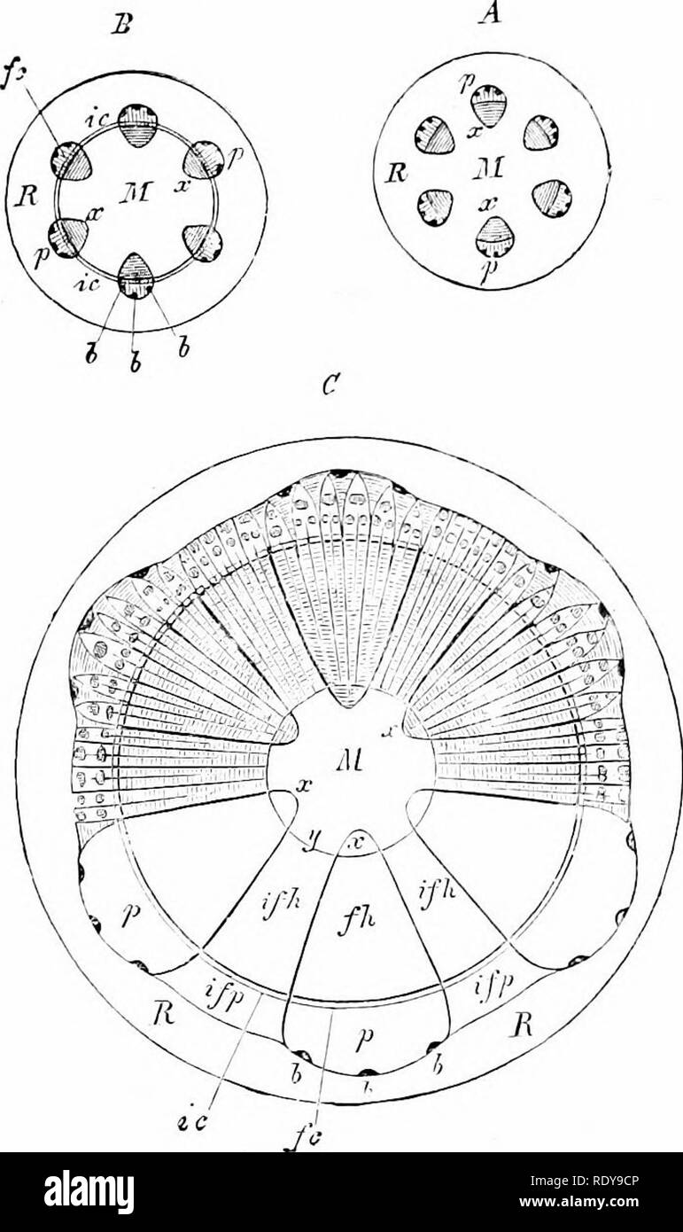 . Botany of the living plant. Botany. THE TISSUES OF THE STEM 49 cells will appear long and narrow, with square end:^ (Fig. 24). Putting together the results of these three sections, the form of the cell as a solid body would be flattened prismatic ; it is placed with. Fig. 36. Diagianis of secondary thickening in stem of Dicotyledon, based on transverse sections of the hypocotyl of Ricinus. A represents the stem before origin of inter- fascicular cambiam. B, same after it has been formed. C, after it has produced internally a broad ring of secondary wood, and externally a narrower ring of sec Stock Photo