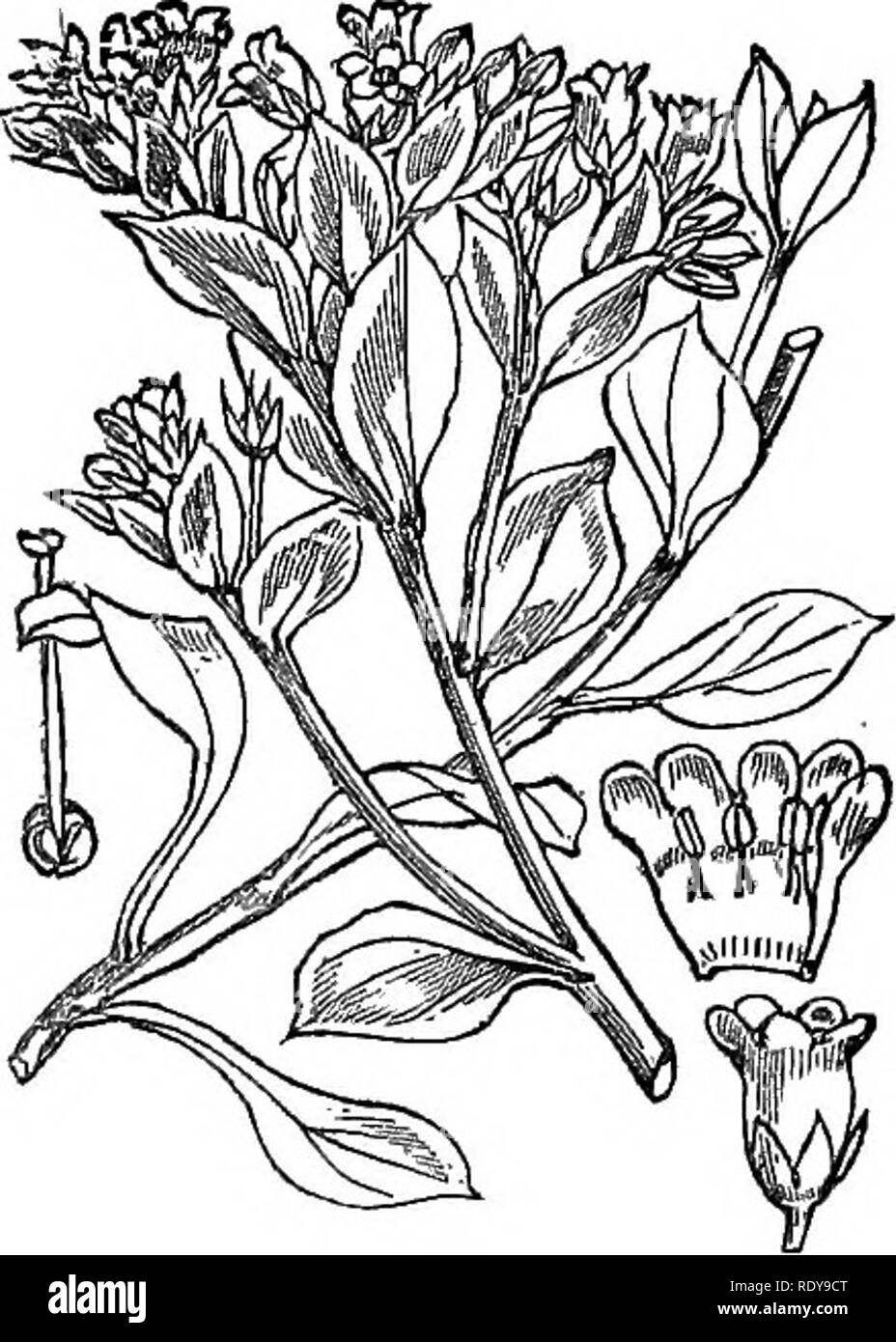 . Illustrations of the British flora: a series of wood engravings, with dissections, of British plants. Botany; Botany. 691. Pnlmonaria officinalis. 692. Mertensia maritima.. Please note that these images are extracted from scanned page images that may have been digitally enhanced for readability - coloration and appearance of these illustrations may not perfectly resemble the original work.. Fitch, W. H. (Walter Hood), 1817-1892; Smith, Worthington George, 1835-1917; Bentham, George, 1800-1884. Handbook of the British flora. London, L. Reeve &amp; Co. Stock Photo