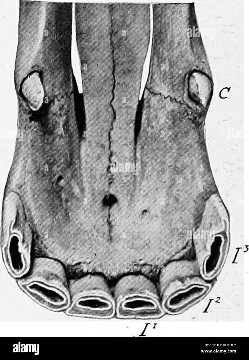 . The anatomy of the domestic animals . Veterinary anatomy. Fig. 340.—Loweh Incisoe aot) Canine Teeth oe Fig. 341.—Upper Incisor and Canine Teeth of Horse, Five Years Old. Horse, Five Years Old. The lingual border of the third upper incisor is unworn. /', I^, I', Incisor; C, canine. and are curved with the concavity directed backward. The exposed crown in the 1 It is interesting to notice that vestigial canines are not at all uncommon in mares, espe- cially in the lower jaw. They are very small, and do not usually erupt; their presence is indi- cated in the latter case by a prominence of the g Stock Photo