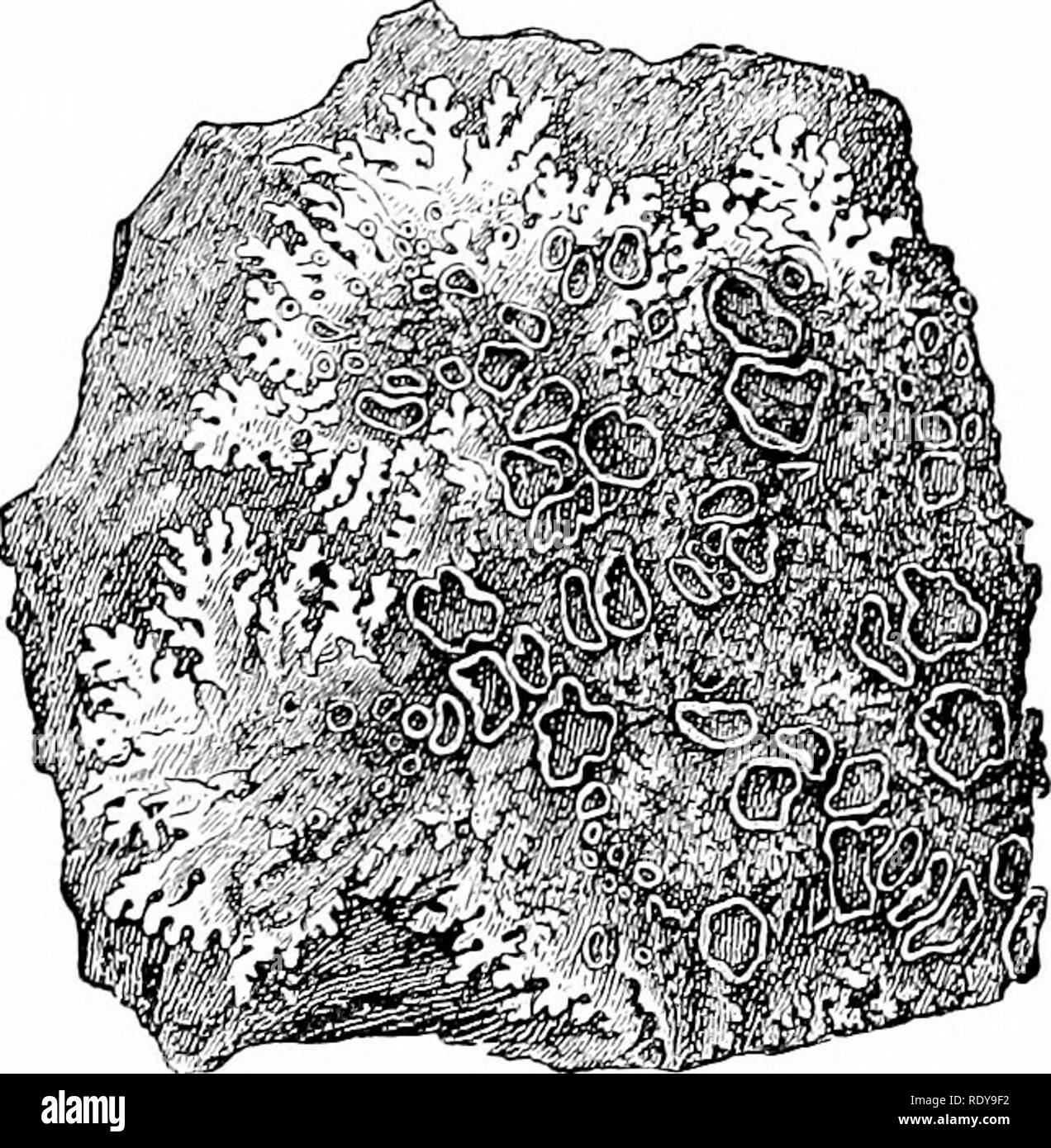 . Plant life, considered with special references to form and function. Plant physiology. VEGETATIVE REPRODUCTION. 225 as homologous with a hair. Sometimes the sporangia, although really free, are overgrown by adjacent parts, so that. Fig. 225.—A lichen {P.innelia conspersa) growing on a sti.»ne, showing the leaf-Uke thallus (mycelium*, witli many fructifications lapothecia'. Tlie older ones are more or less in'egular and large with a narrow rim ; the younger are nearer the margin, cir- cular, and nearly closed over at top. Natural size.—After Frank.. Please note that these images are extracted Stock Photo