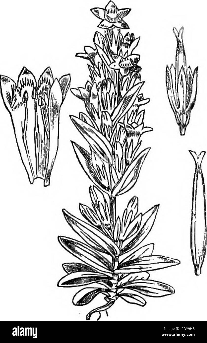 . Illustrations of the British flora: a series of wood engravings, with dissections, of British plants. Botany; Botany. 676. Gentiana nivalis. 677. Gentiana amarella.. Please note that these images are extracted from scanned page images that may have been digitally enhanced for readability - coloration and appearance of these illustrations may not perfectly resemble the original work.. Fitch, W. H. (Walter Hood), 1817-1892; Smith, Worthington George, 1835-1917; Bentham, George, 1800-1884. Handbook of the British flora. London, L. Reeve &amp; Co. Stock Photo