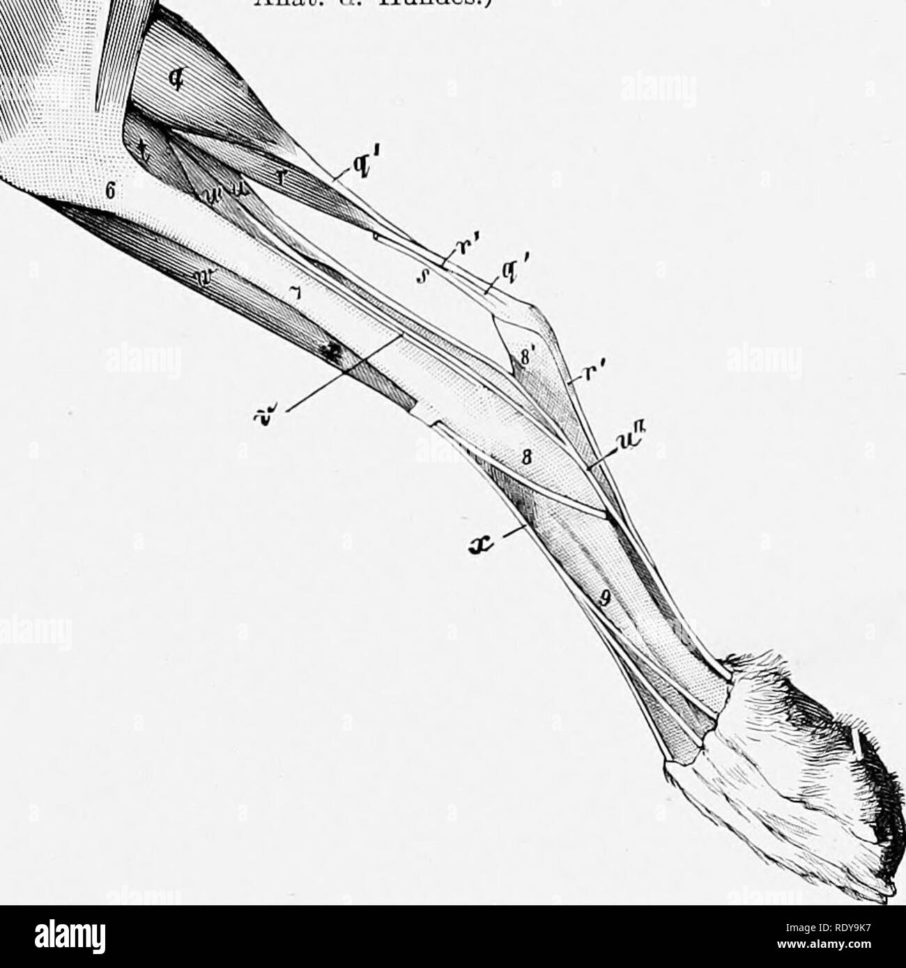 . The anatomy of the domestic animals . Veterinary anatomy. Fig. 326