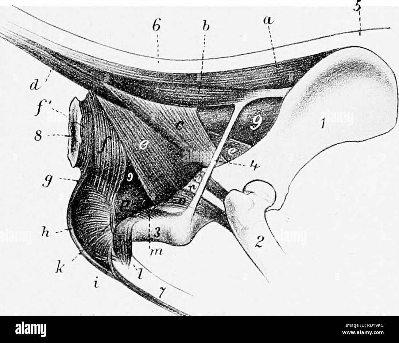 . The anatomy of the domestic animals . Veterinary anatomy. MUSCLES OF THE ABDOMEN 377 costal cartilage, to the tenth and eleventh cartilages a little (ca. 1 to 2 cm.) below the junction with the rib, to the twelfth rib at its ventral end and to the last rib below its middle. The cupola is very unsymmetrical; on the left side it is opposite the sixth rib, while on the right it is an intercostal space further back. Muscles OF the Back and Loins The serratus dorsalis anterior arises from the median raphe of the neck and the first six or seven thoracic spines, and is inserted into the second to t Stock Photo