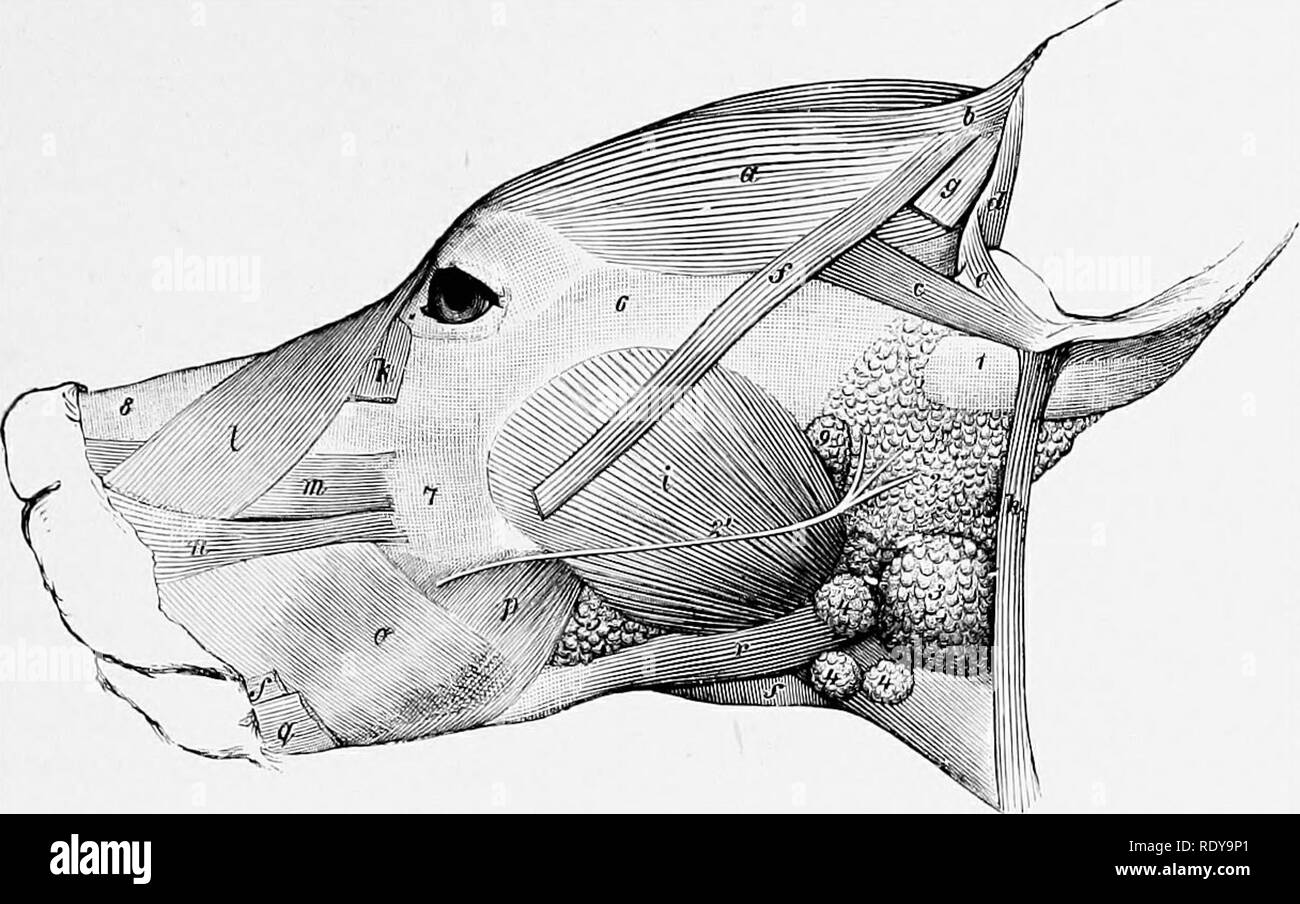 The anatomy of the domestic animals . Veterinary anatomy. MUSCLES OF THE  FACE 369. Fig. 319.—Muscles op Head of Dog. a, Scutularis; i&gt;, c,  anterior auricular muscles; d, laelicis; e, antitragicus; /, /,