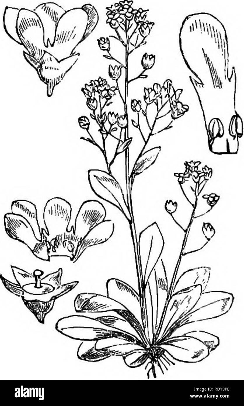 . Illustrations of the British flora: a series of wood engravings, with dissections, of British plants. Botany; Botany. 669. Centunculus minimus. 660. Samolus Valerandi. Please note that these images are extracted from scanned page images that may have been digitally enhanced for readability - coloration and appearance of these illustrations may not perfectly resemble the original work.. Fitch, W. H. (Walter Hood), 1817-1892; Smith, Worthington George, 1835-1917; Bentham, George, 1800-1884. Handbook of the British flora. London, L. Reeve &amp; Co. Stock Photo