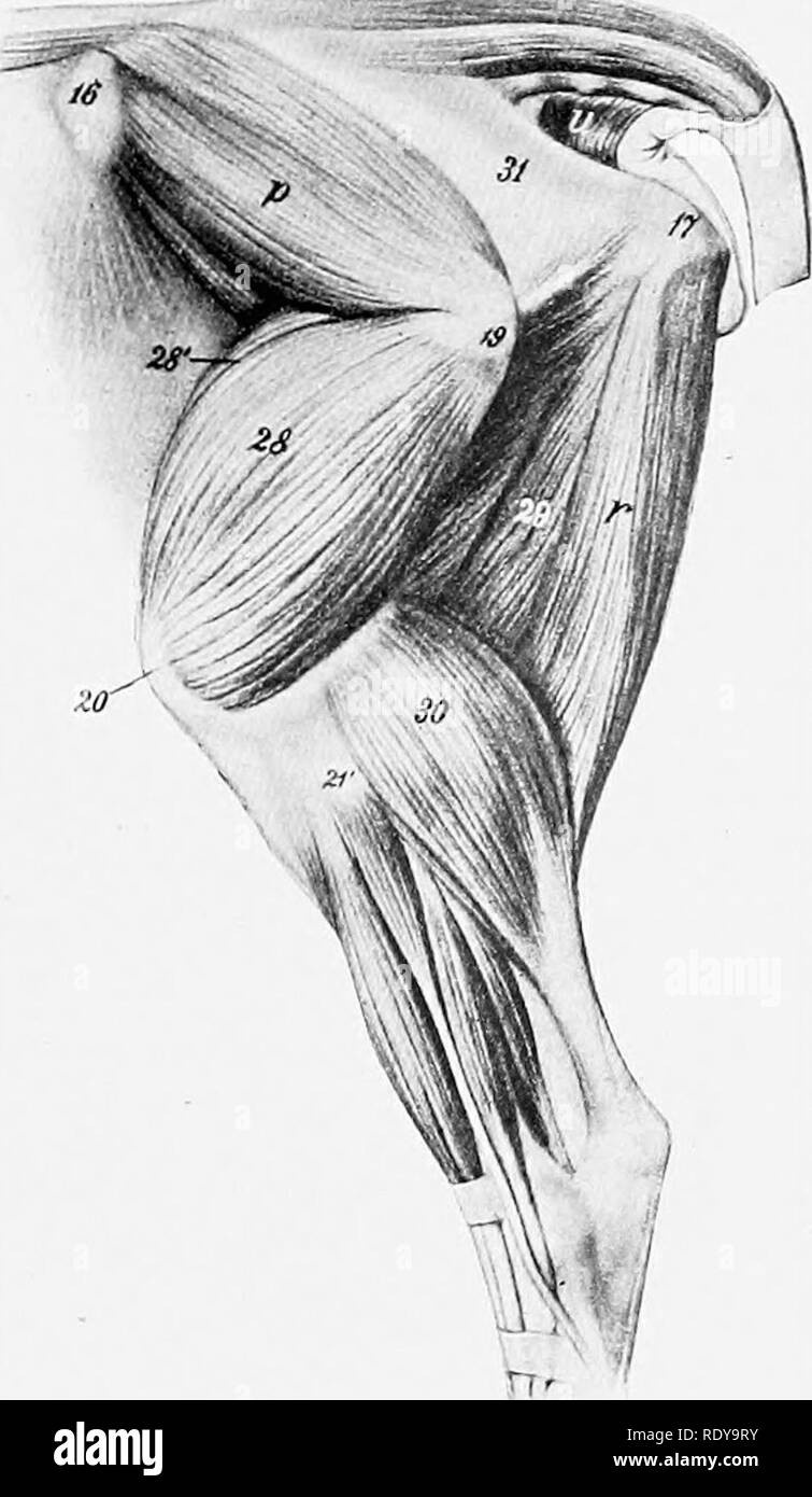 . The anatomy of the domestic animals . Veterinary anatomy. LATERAL MUSCLES OF THE HIP AND THIGH 355 n. LATERAL MUSCLES OF THE HIP AND THIGH (Figs. 303, 309) The tensor fasciae latae is large, and the fleshy part extends further down than in the horse. The gluteus superficialis is not present as such; apparently its anterior part has fused with the tensor fasciae latae and its posterior part with the biceps femoris. The gluteus medius is small, the lumbar part being insignificant and extend- ing forward only to the fourth lumbar vertebra. Its deep portion (gluteus ac- cessorius) is easily sepa Stock Photo