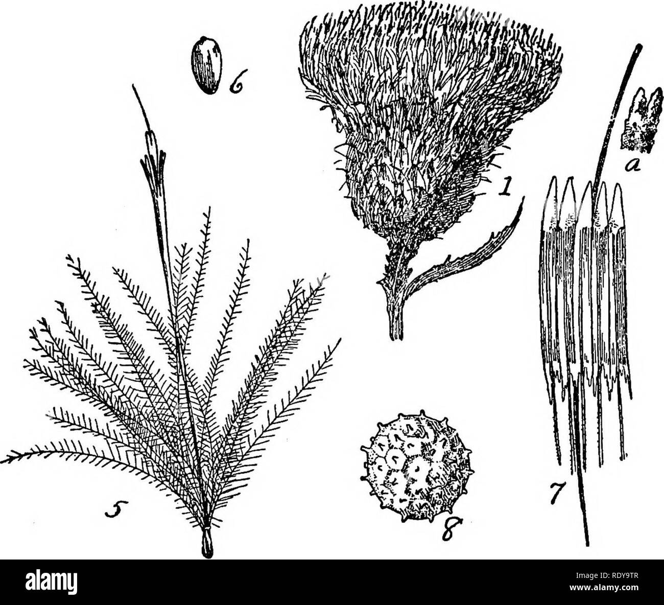 . A manual of poisonous plants, chiefly of eastern North America, with brief notes on economic and medicinal plants, and numerous illustrations. Poisonous plants. 798 MANUAL OF POISONOUS PLANTS. l^ig. 455. Woolly Thistle {Cirsium canescens). 1, Head; 5, Flower and pappus; 6, Achene; 7, Anthers and style cut open; 8, Pollen grain; a, end of style. (Charlotte M. King). About 200 species of the north temperate regions. Some of them are culti- vated for ornamental purposes; many of the species are pleasantly scented; many of them are troublesome weeds. Cnicin C^^TrL^^O^^ has been found in a relate Stock Photo